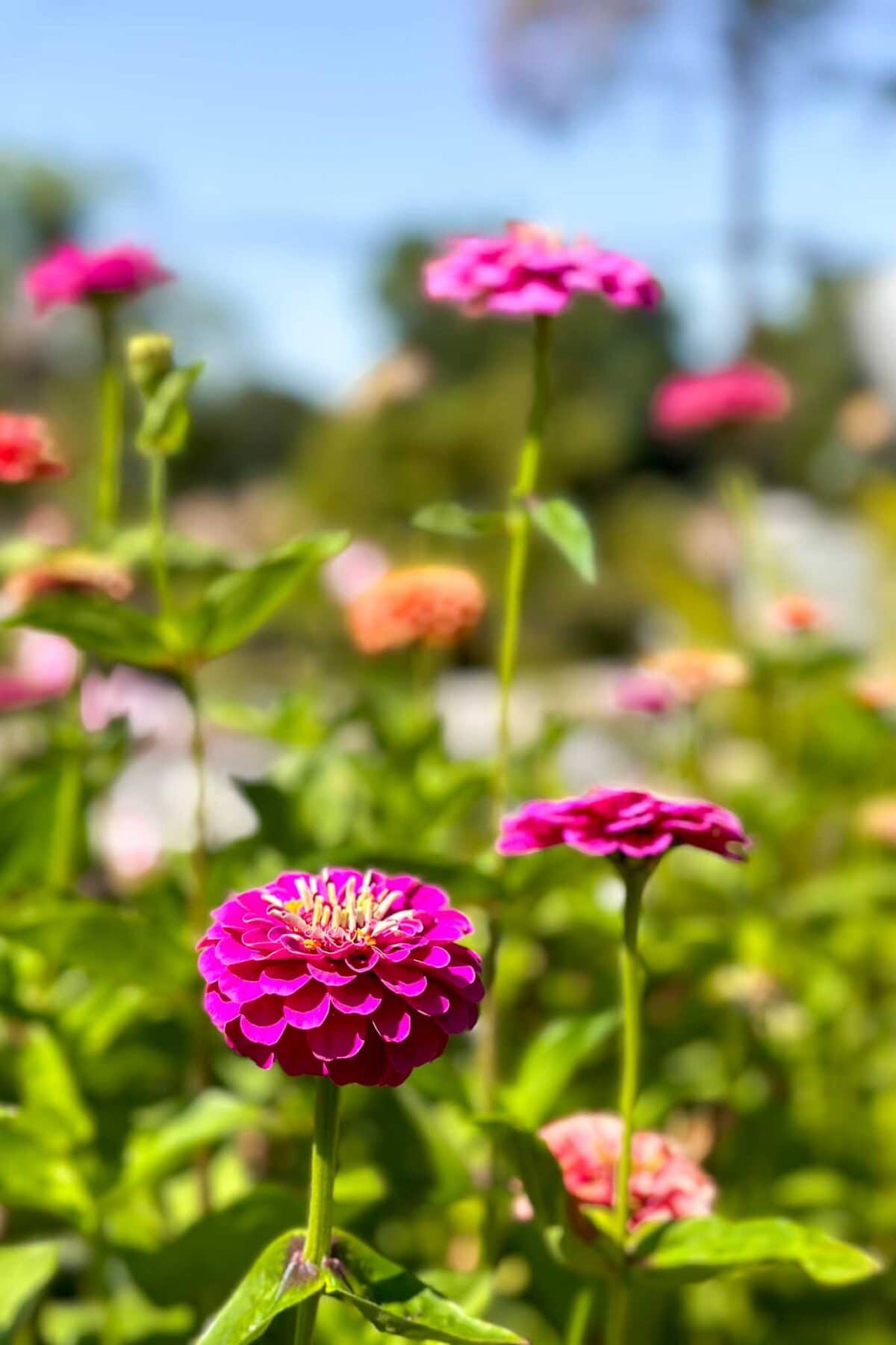 A vibrant magenta zinnia flower in sharp focus stands among other blurred pink and orange zinnias in a sunlit garden, with a soft blue sky in the background.