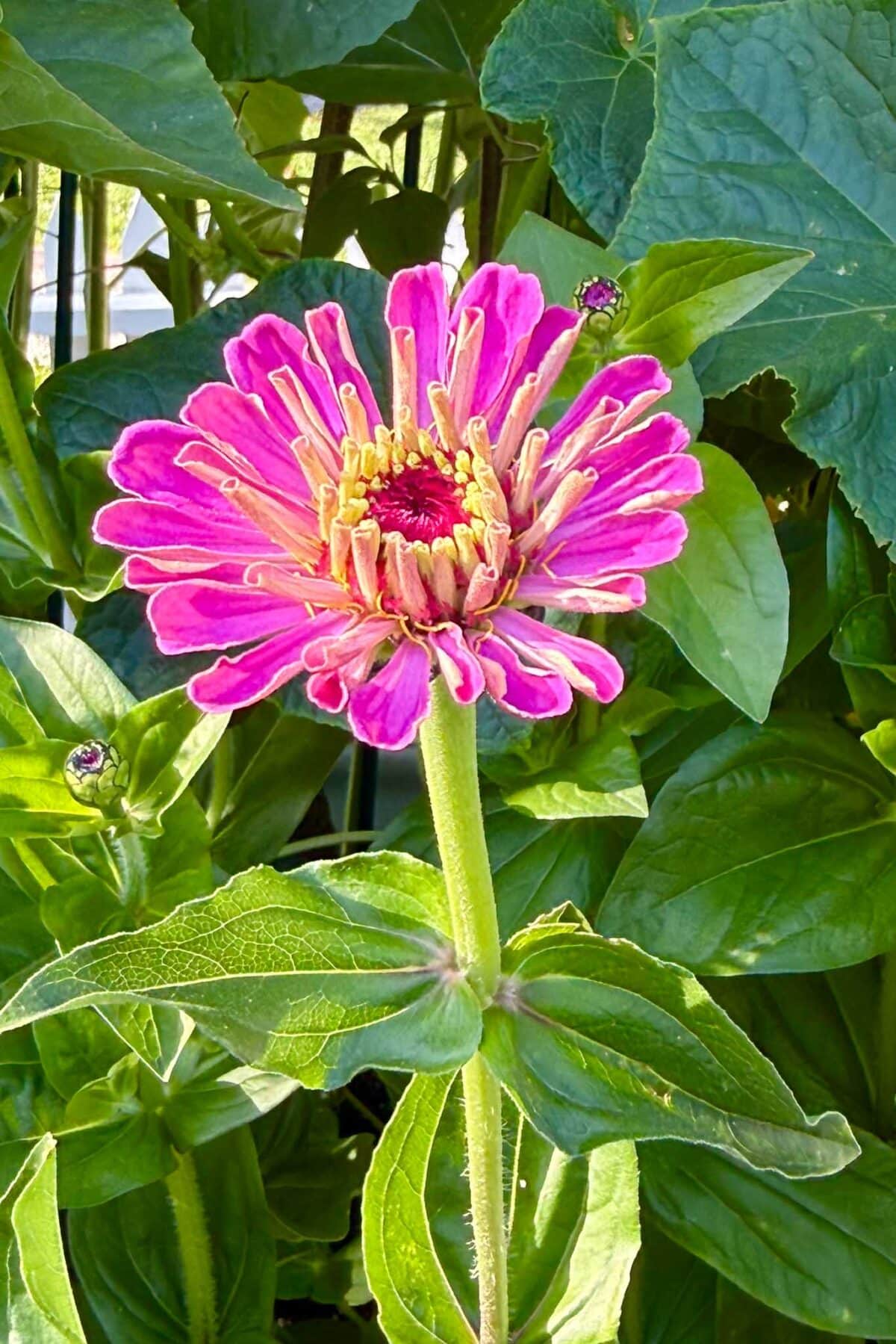 A vibrant pink zinnia flower with yellow accents blooms against a backdrop of lush green leaves and stems in bright sunlight.