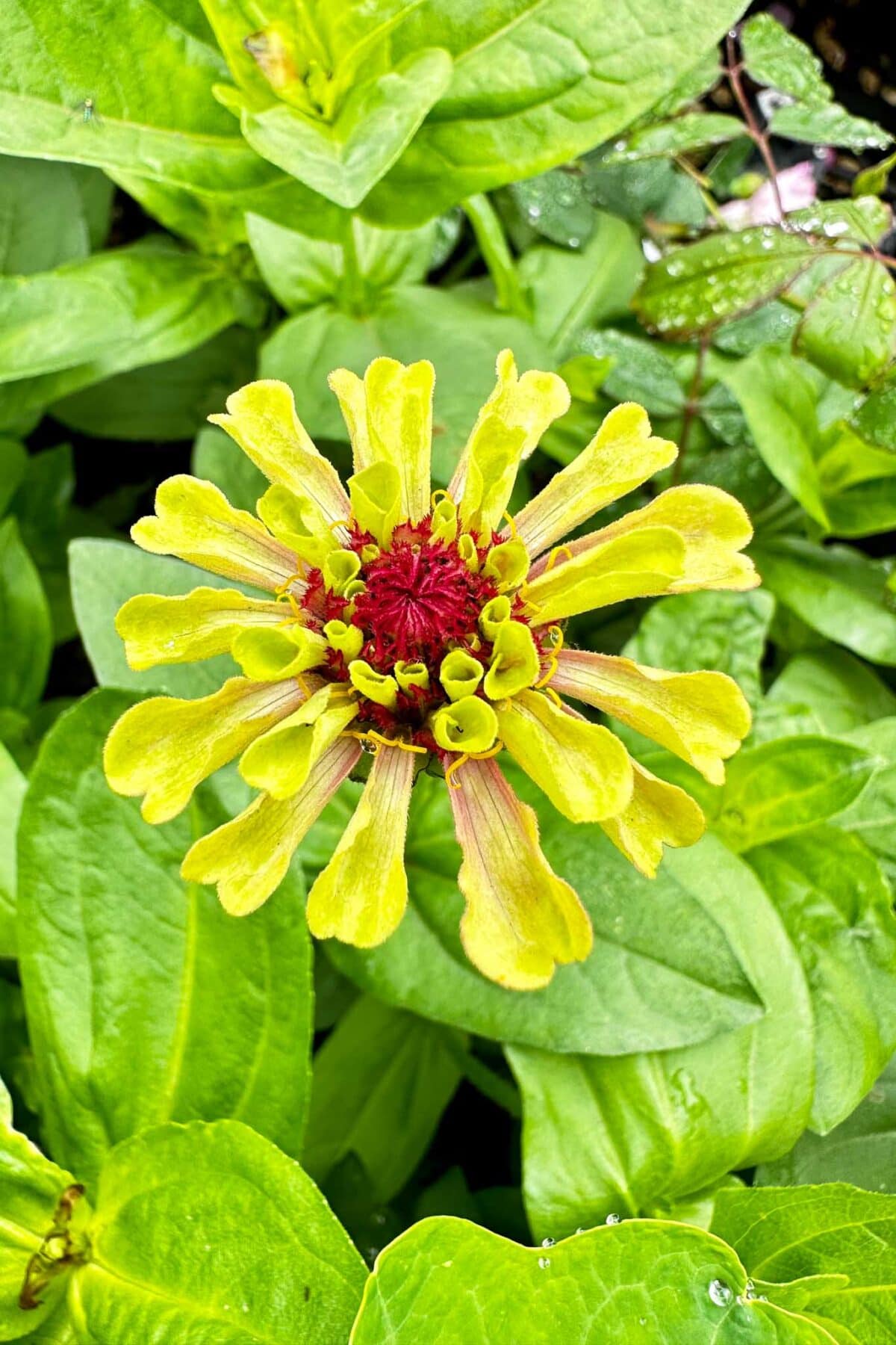 A close-up of a yellow-green zinnia flower with red center, surrounded by lush green leaves and droplets of water, seen from above.