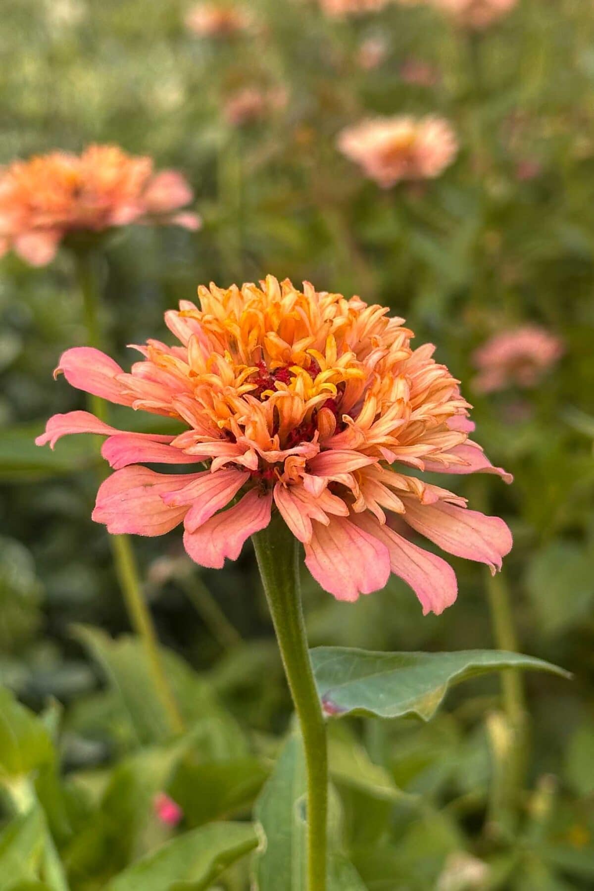 A close-up of an orange-pink zinnia flower in bloom, with layered petals and a green stem, set against a blurred background of similar flowers and foliage.