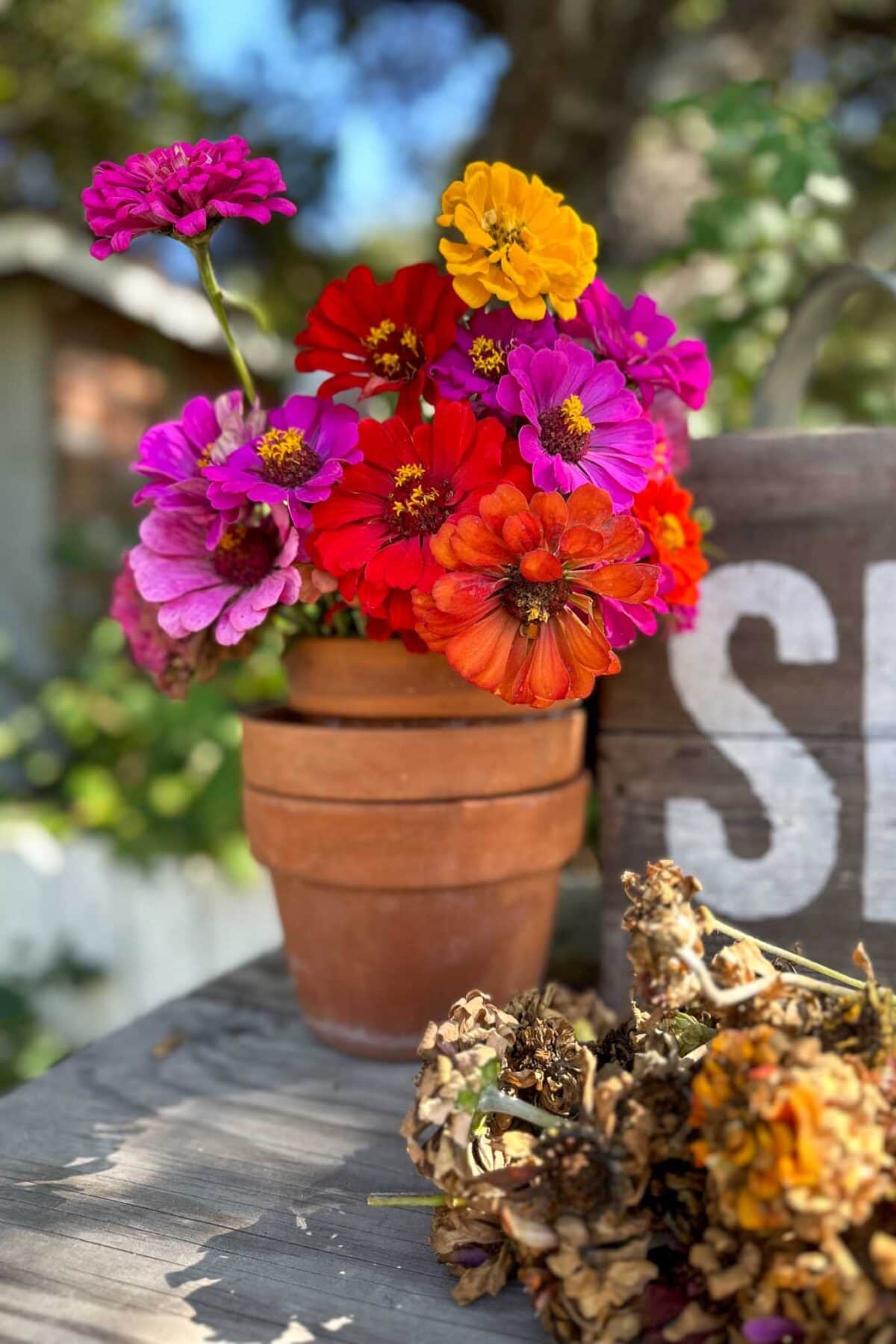 Colorful zinnias in shades of pink, red, orange, and yellow are arranged in a terracotta pot on a wooden table, with dried flowers nearby and a metal container with “SE” partly visible in the background.
