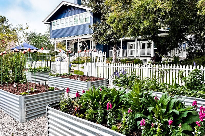 Raised metal garden beds with various green plants and flowers are in front of a blue two-story house with white trim and a picket fence, surrounded by trees and greenery on a sunny day.