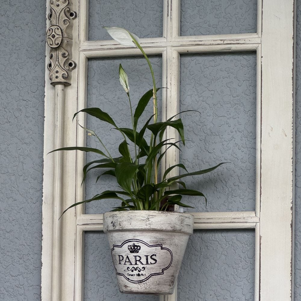 A green plant in a white pot labeled "Paris" hangs on a textured gray wall in front of a window with white trim.