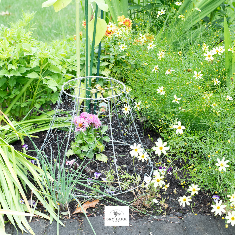 A garden bed with blooming flowers and greenery. A wire cage protects a small pink flower plant. The ground is covered with black soil, and a Skylark sign is visible on the edge.
