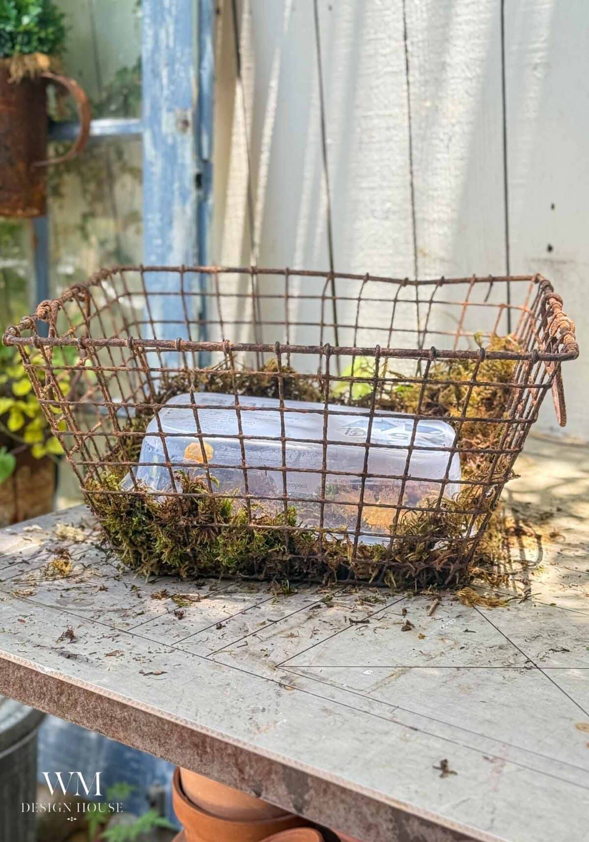 A rusty wire basket lined with moss holds a rectangular glass container, sitting on a weathered table outdoors like a charming birdcage planter. Sunlight and greenery are visible in the background.