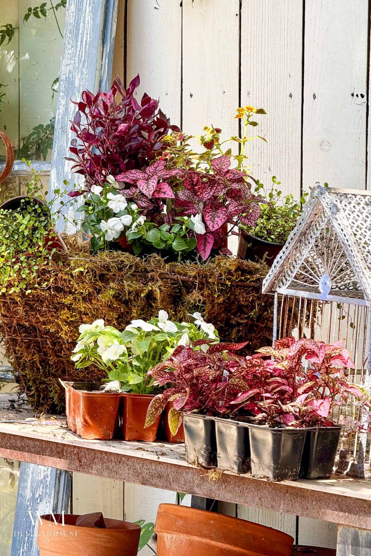 Potted plants with green, white, and pink leaves sit on a rustic shelf near a white wooden wall and a decorative white birdcage planter. Sunlight filters through the scene, casting gentle shadows on the pots.
