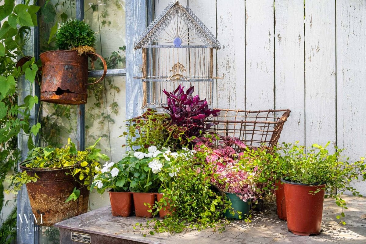 A rustic garden scene with potted plants, an old metal watering can, a Birdcage Planter, and a white wooden fence as the backdrop. Lush green and purple foliage fills the pots on a weathered table.