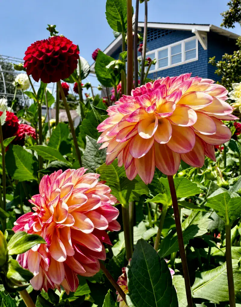 Two large dahlias with pink and yellow petals bloom in a garden, surrounded by green leaves and other red dahlias. A blue house with white trim is visible in the background under a clear blue sky.