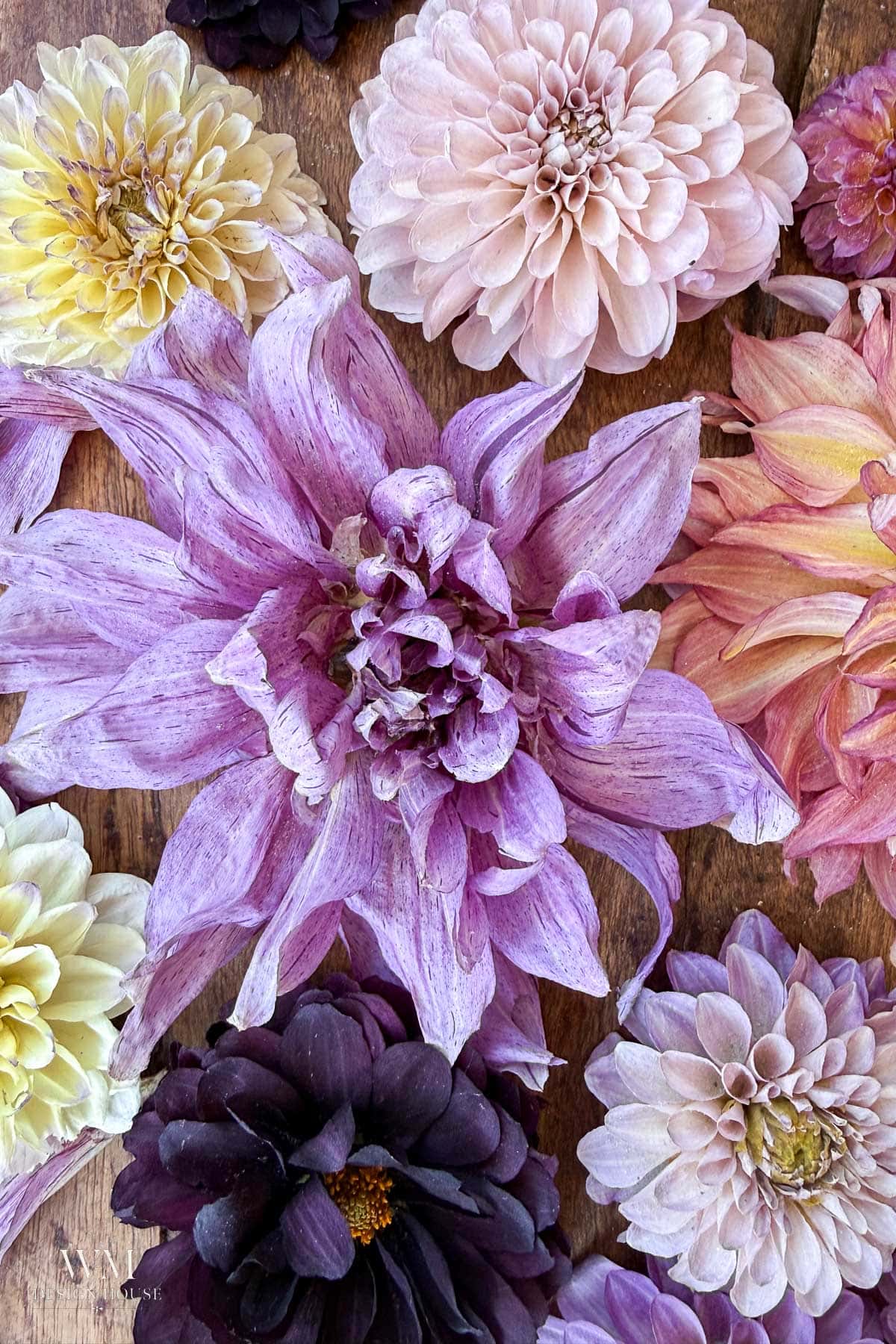 A variety of dahlias in shades of purple, pink, yellow, and cream are arranged on a wooden surface, showcasing their layered petals and intricate textures—perfect for anyone interested in how to dry dahlias while preserving their natural beauty.