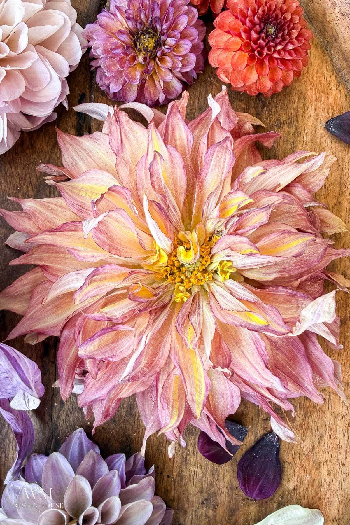 A close-up of various dahlias in shades of pink, purple, and orange arranged on a wooden surface, with one large, pale pink and yellow dahlia centered among smaller blooms and scattered petals—an inspiring arrangement for anyone interested in how to dry dahlias and preserve their vibrant beauty.