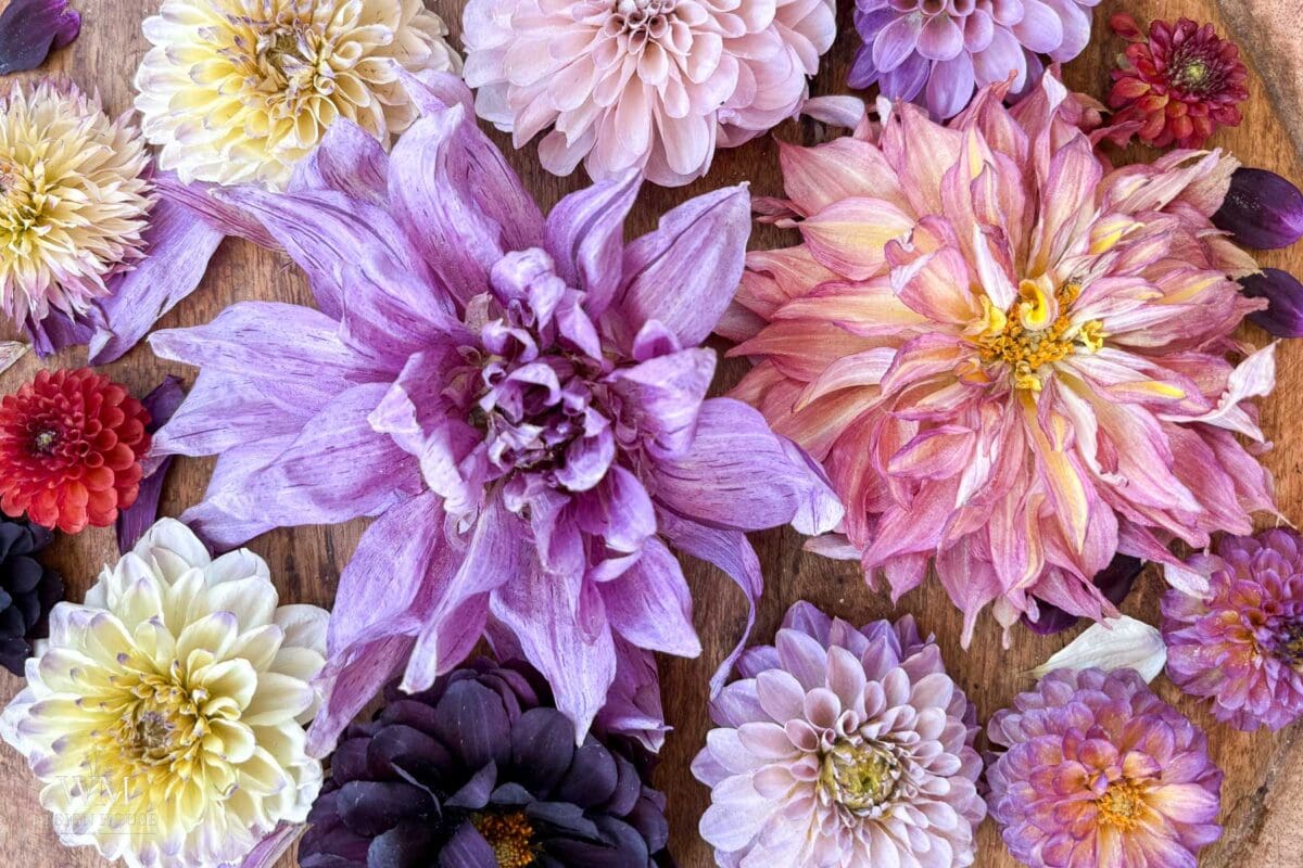 Various colorful dahlia flowers, including shades of purple, pink, yellow, and red, are arranged on a wooden surface, creating a vibrant, natural display—an inspiring scene for anyone interested in how to dry dahlias while preserving their striking beauty.