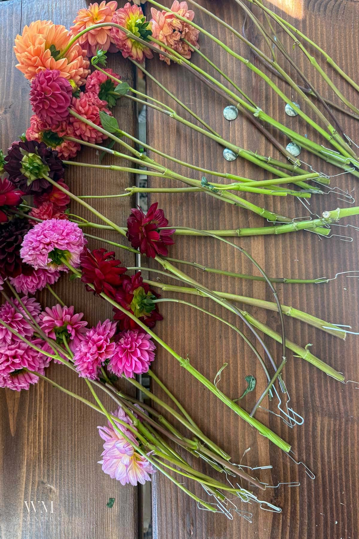 A variety of colorful dahlias with long stems are laid out on a wooden surface, arranged in rows. The flowers are shades of pink, red, and orange, creating a vibrant display that’s perfect for those interested in how to dry dahlias for lasting beauty.