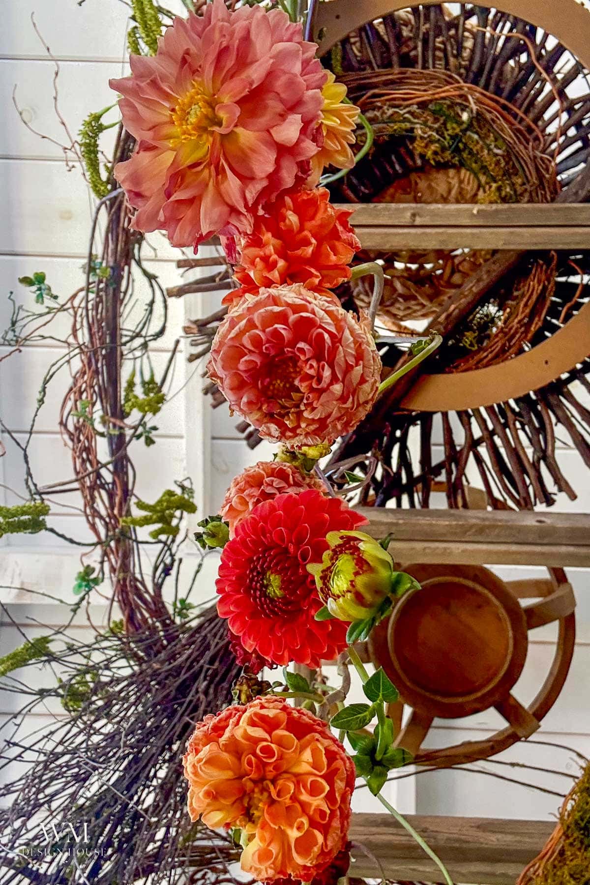 Several vibrant dahlias in shades of pink, orange, and red are arranged vertically against a rustic background with intertwined grapevine wreaths and wooden shelves.