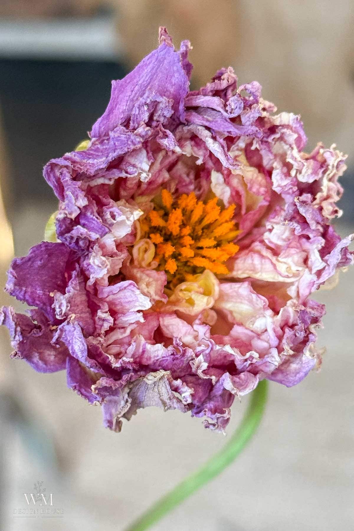A close-up of a wilting pink and purple flower with frayed petals and a bright orange center, set against a blurred neutral background.