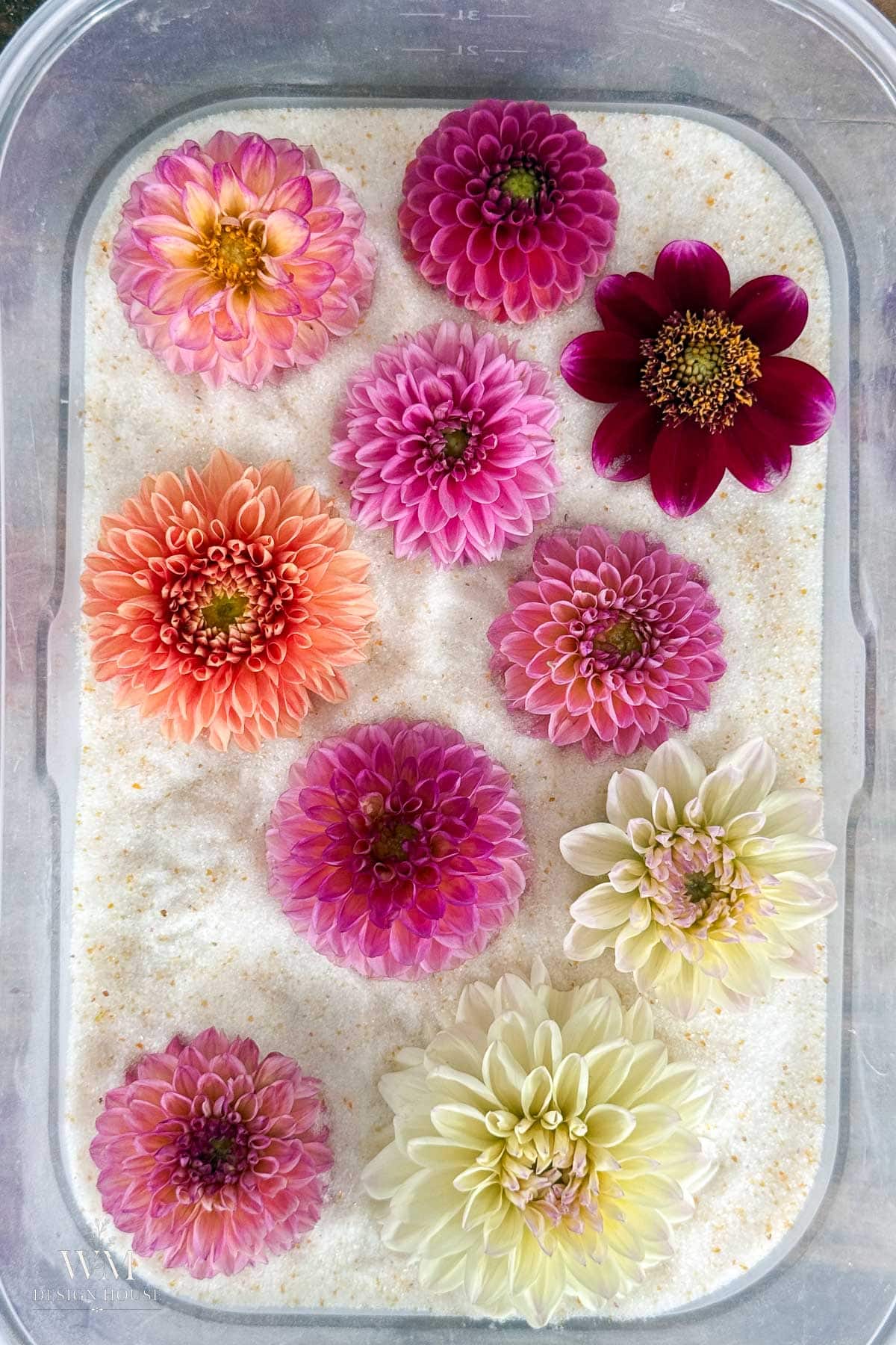 Nine colorful dahlia blooms in shades of pink, purple, orange, and cream arranged in rows on a bed of white granular material inside a clear rectangular container.