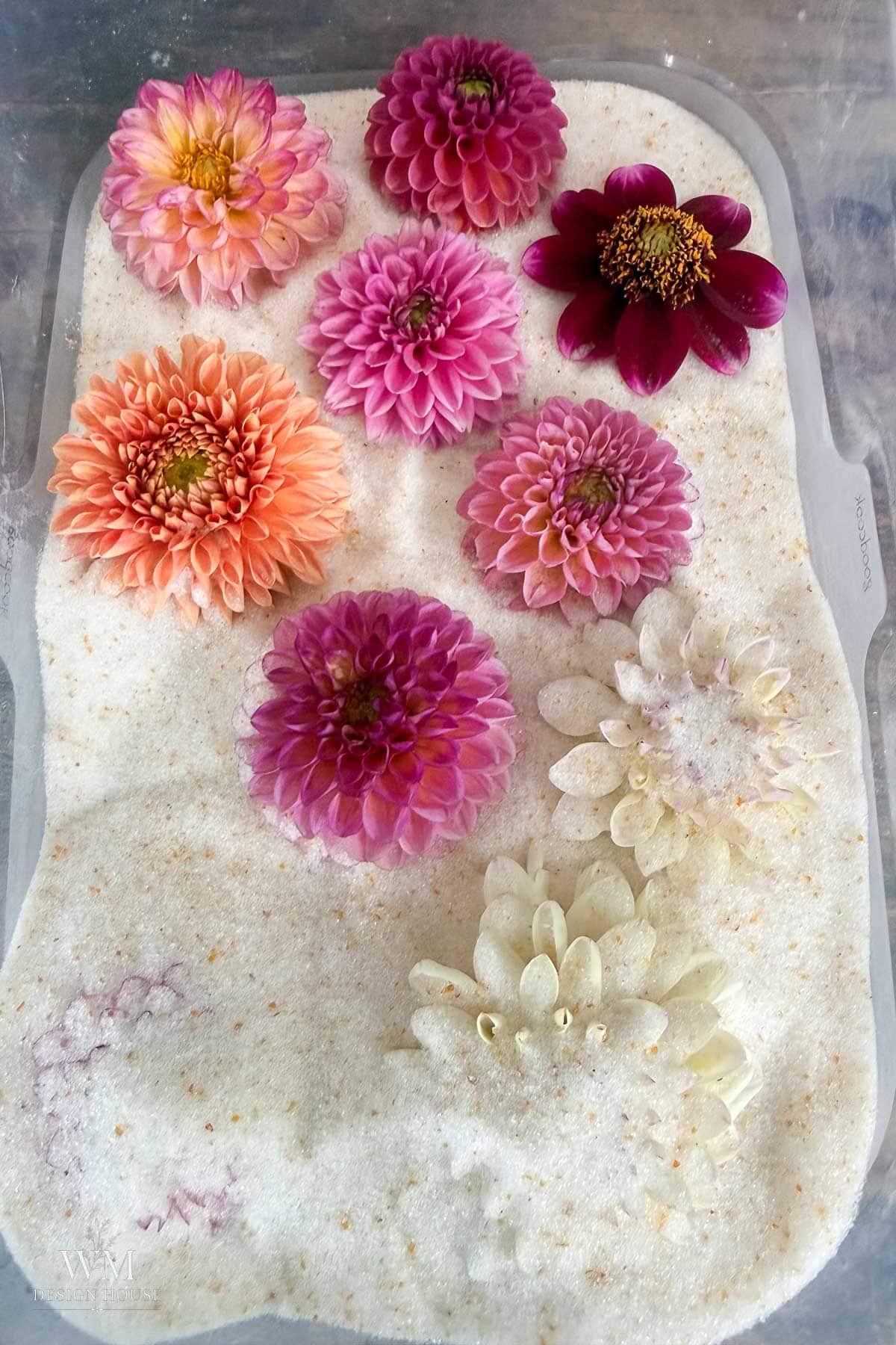 Colorful dahlias arranged on a bed of white desiccant, with some flowers fully exposed and others partially buried, creating a gradient from vibrant to pale blooms.
