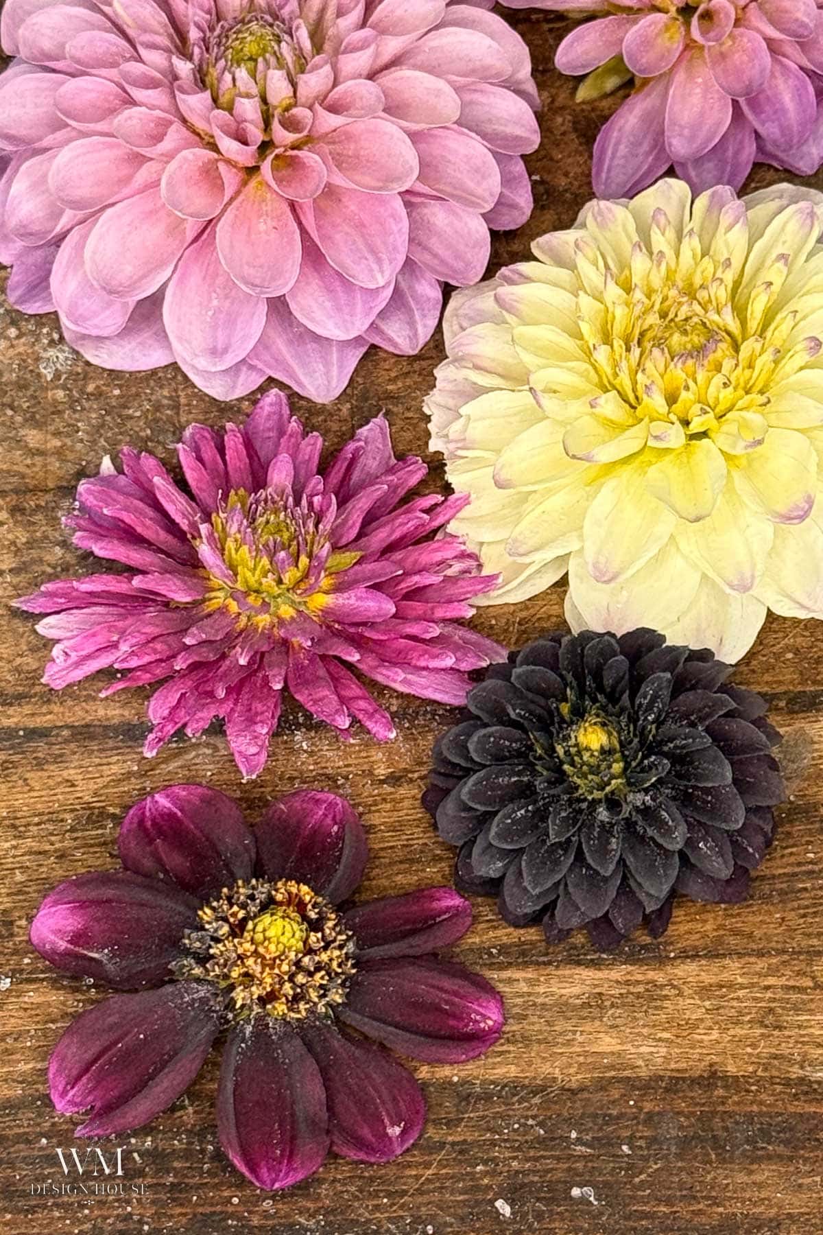 Five zinnia flowers in shades of purple, yellow, and deep burgundy are arranged on a rustic wooden surface. The flowers vary in size and color, creating a visually pleasing and natural composition.