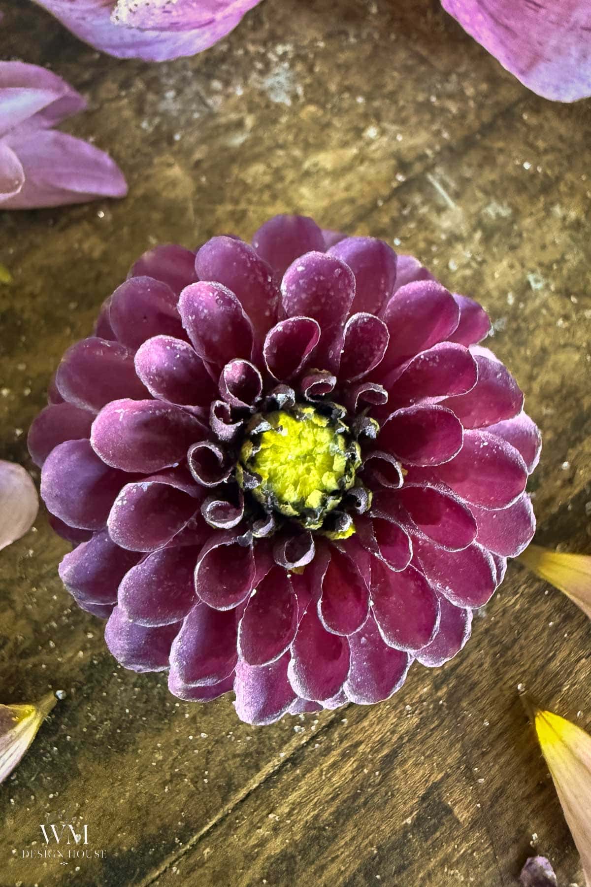A close-up of a purple dahlia flower with a yellow center, that has been dried with silica gel. It is resting on a rustic wooden surface. Scattered petals and bits ofsilica gelt are visible around the flower.