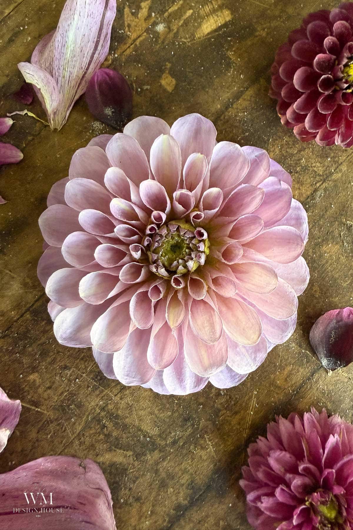 A close-up of a light pink dahlia flower with layered petals on a rustic wooden surface, surrounded by other flowers and petals after drying.