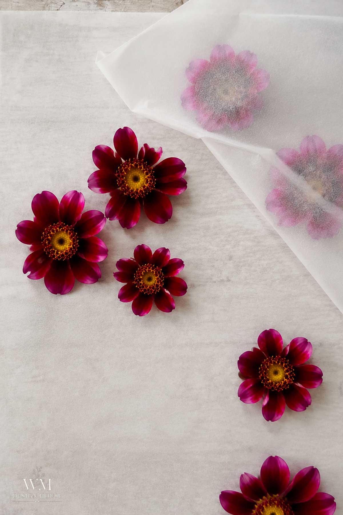 Six dark pink flowers with yellow centers are placed on a white surface; three are partially covered by translucent white fabric in the upper right corner.