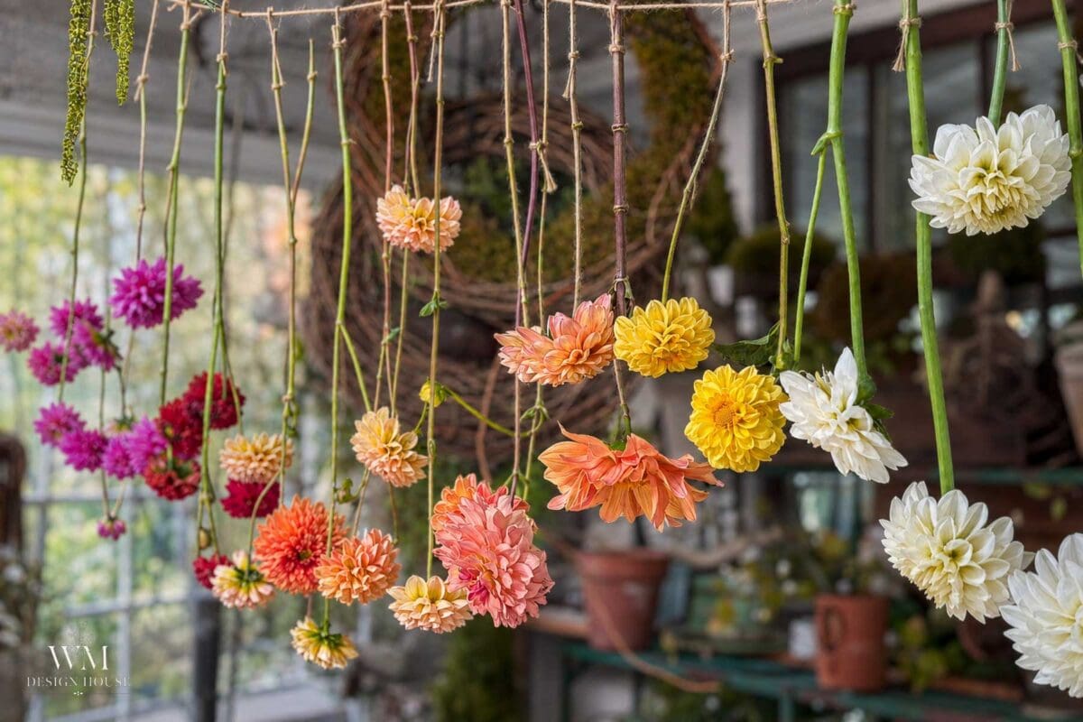 Colorful dahlias hang upside down from strings in a sunlit room, with garden tools and plants in the blurred background.