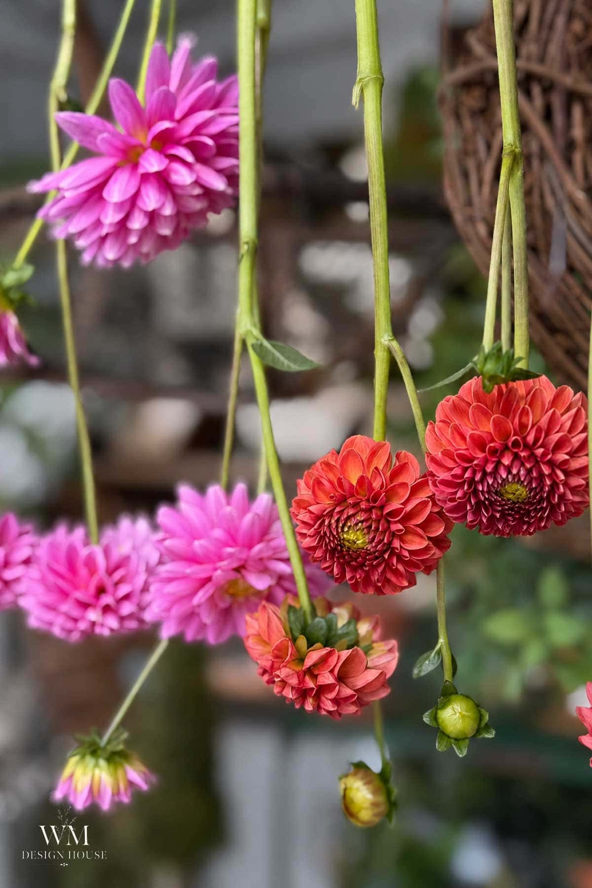 Several pink and orange dahlias hang upside down by their long green stems, creating a colorful and vibrant floral display against a blurred natural background.