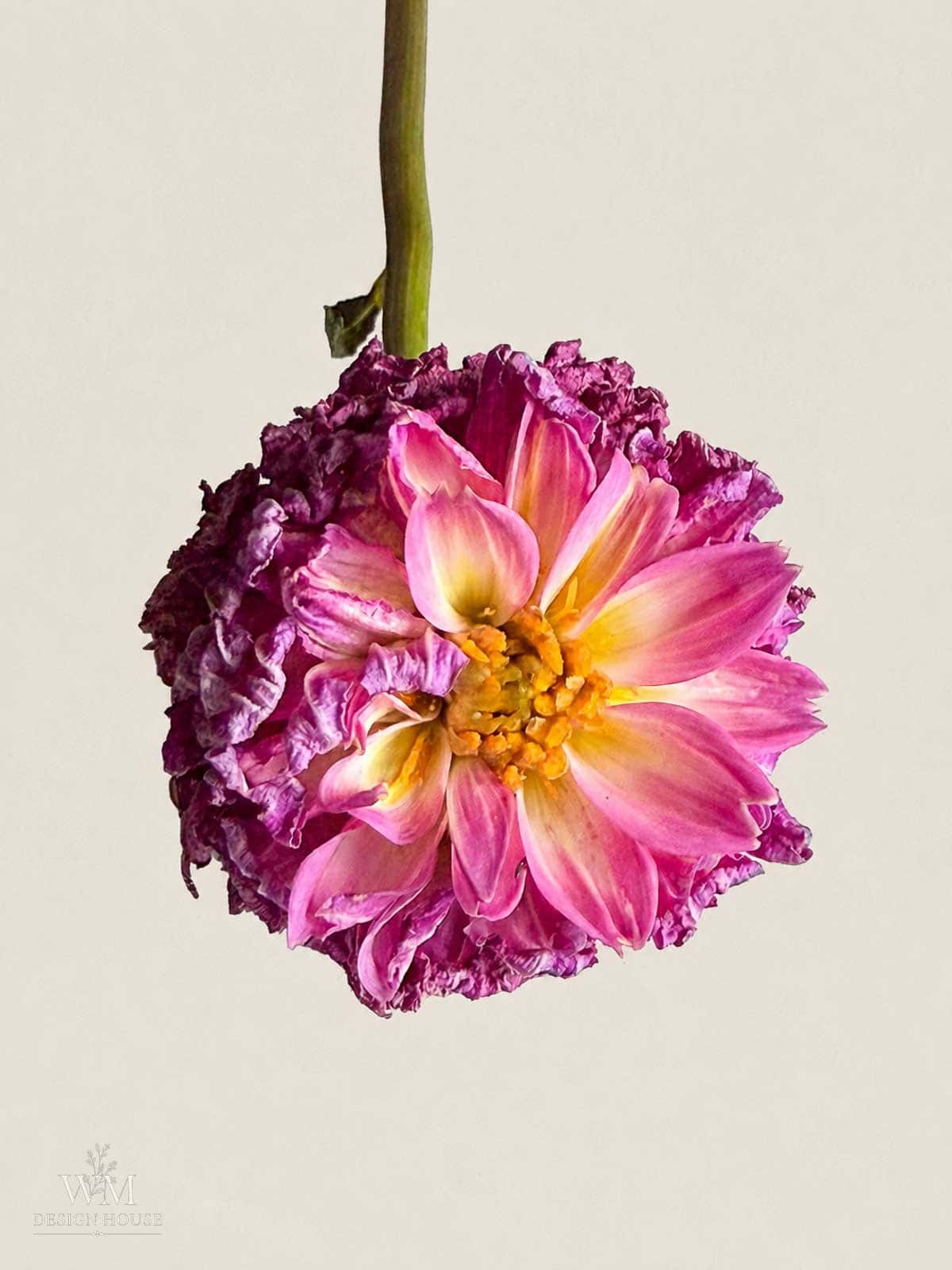 A pink and yellow pompon dahlia flower with wilted petals hangs upside down on a plain beige background.