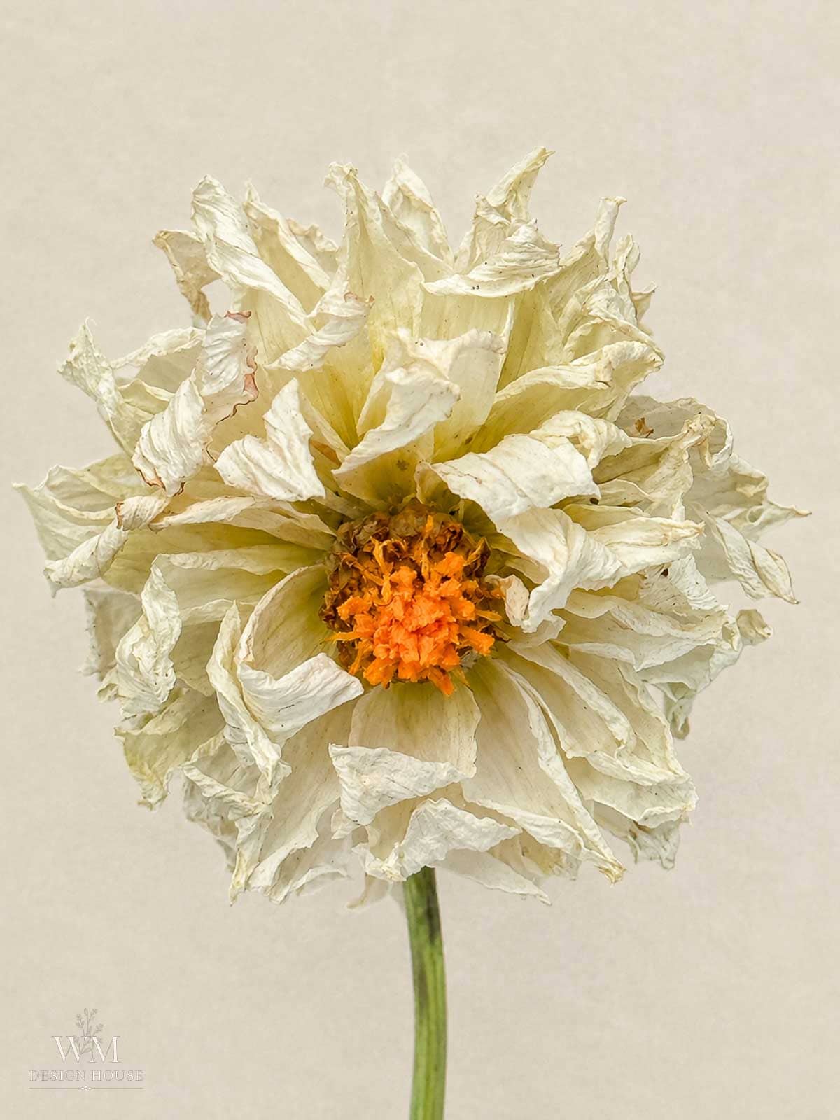 A close-up of a dried, white dahlia with ruffled petals and an orange center, set against a plain light background.