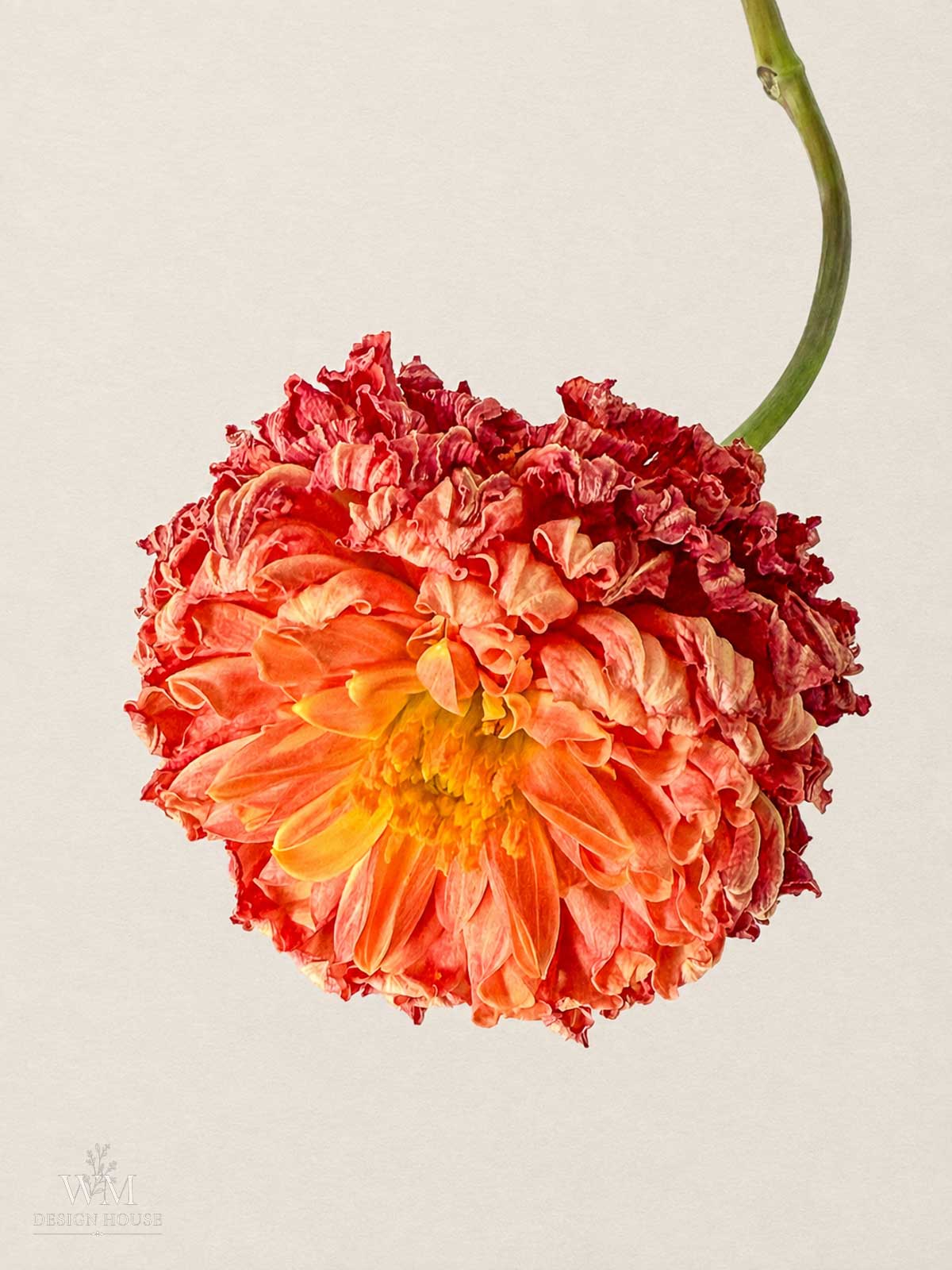 A vibrant orange and red dahlia flower with ruffled petals hangs upside down against a plain, light background.