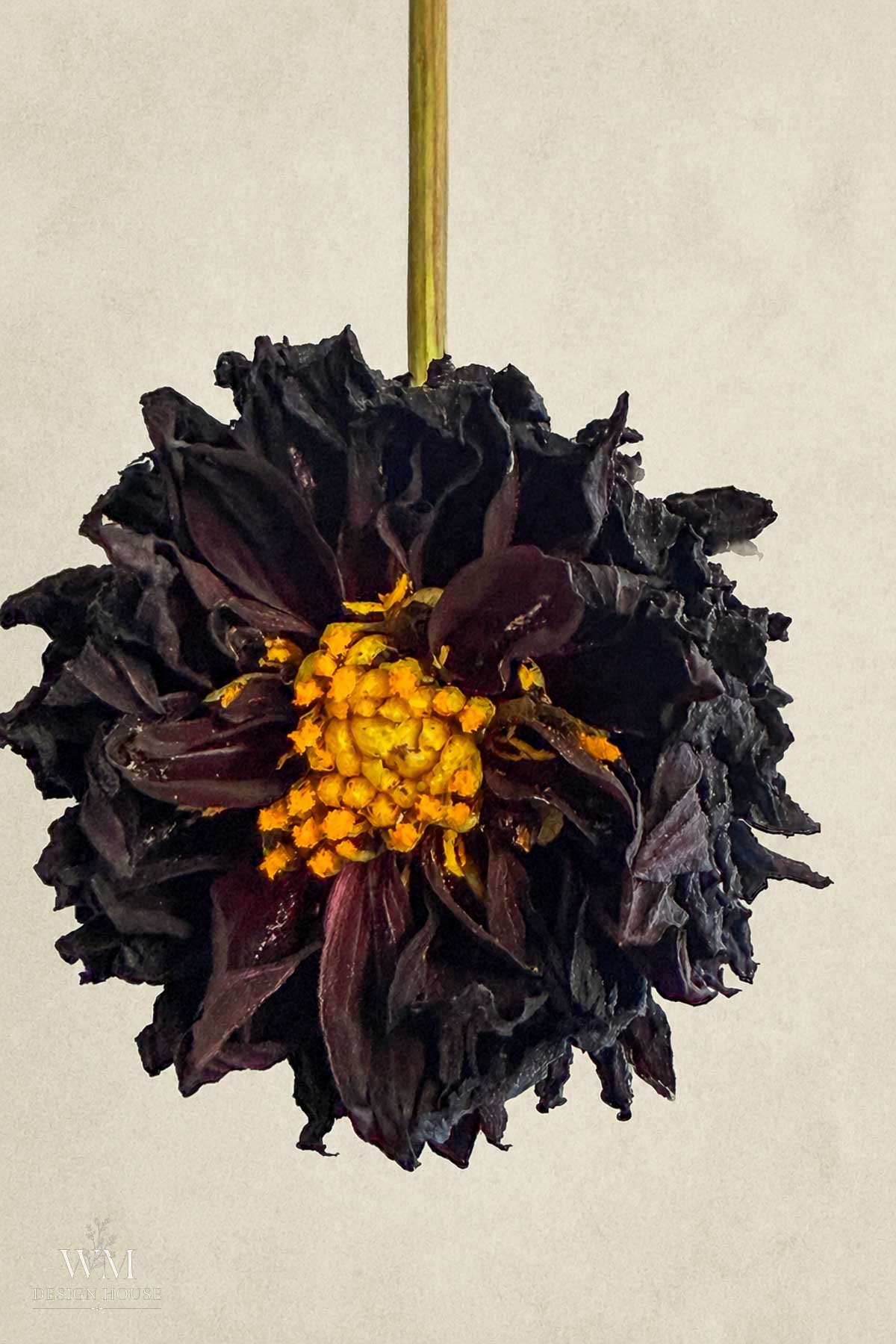 A close-up of a dried, dark purple dahlia with curled petals and a yellow-orange center, set against a plain beige background.