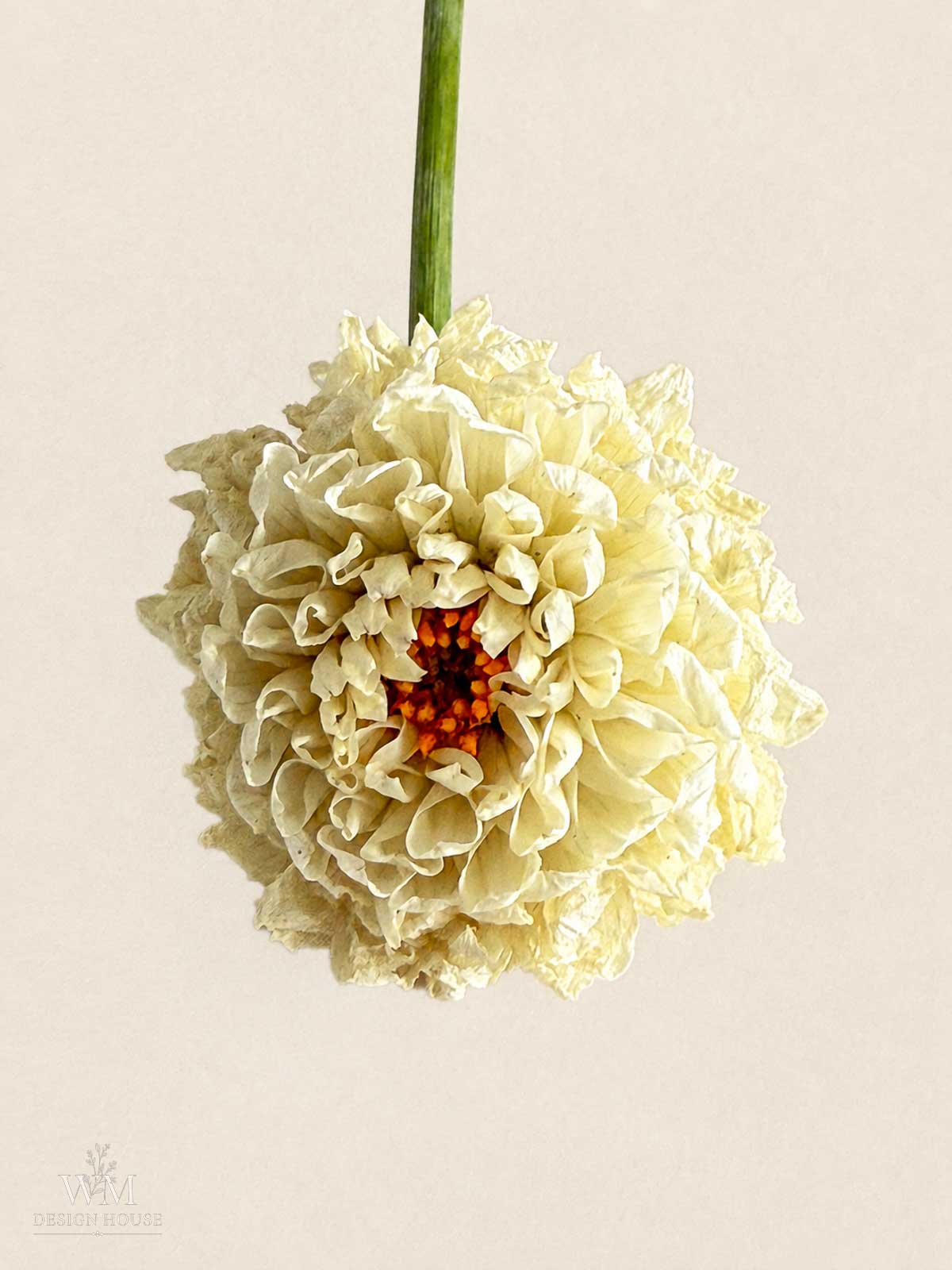 A close-up of a single white boom boom dahlia with layered petals and an orange center, shown against a plain light background.