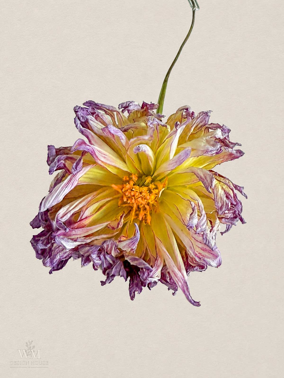 A wilted yellow and purple dinnerplt dahlia with ruffled petals is shown against a plain beige background. The stem is green and bends slightly at the top.