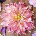 A large, dried pink and yellow dahlia flower with curling petals is displayed on a wooden surface, surrounded by a few scattered purple and pink petals—a beautiful example of what you can achieve when you learn how to dry dahlias properly.