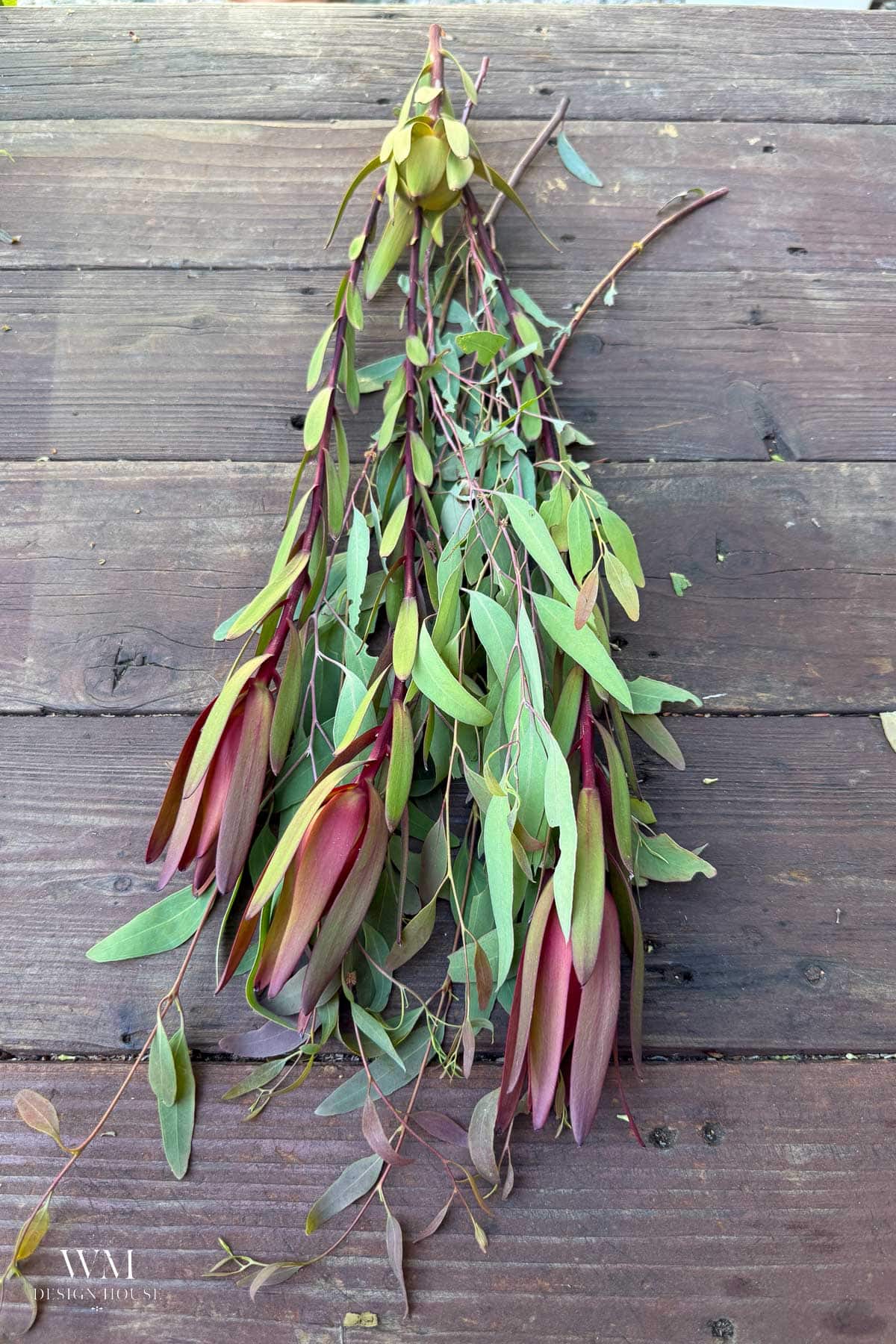 A bundle of eucalyptus branches with elongated green leaves and burgundy-tipped seed pods lays on a wooden surface.