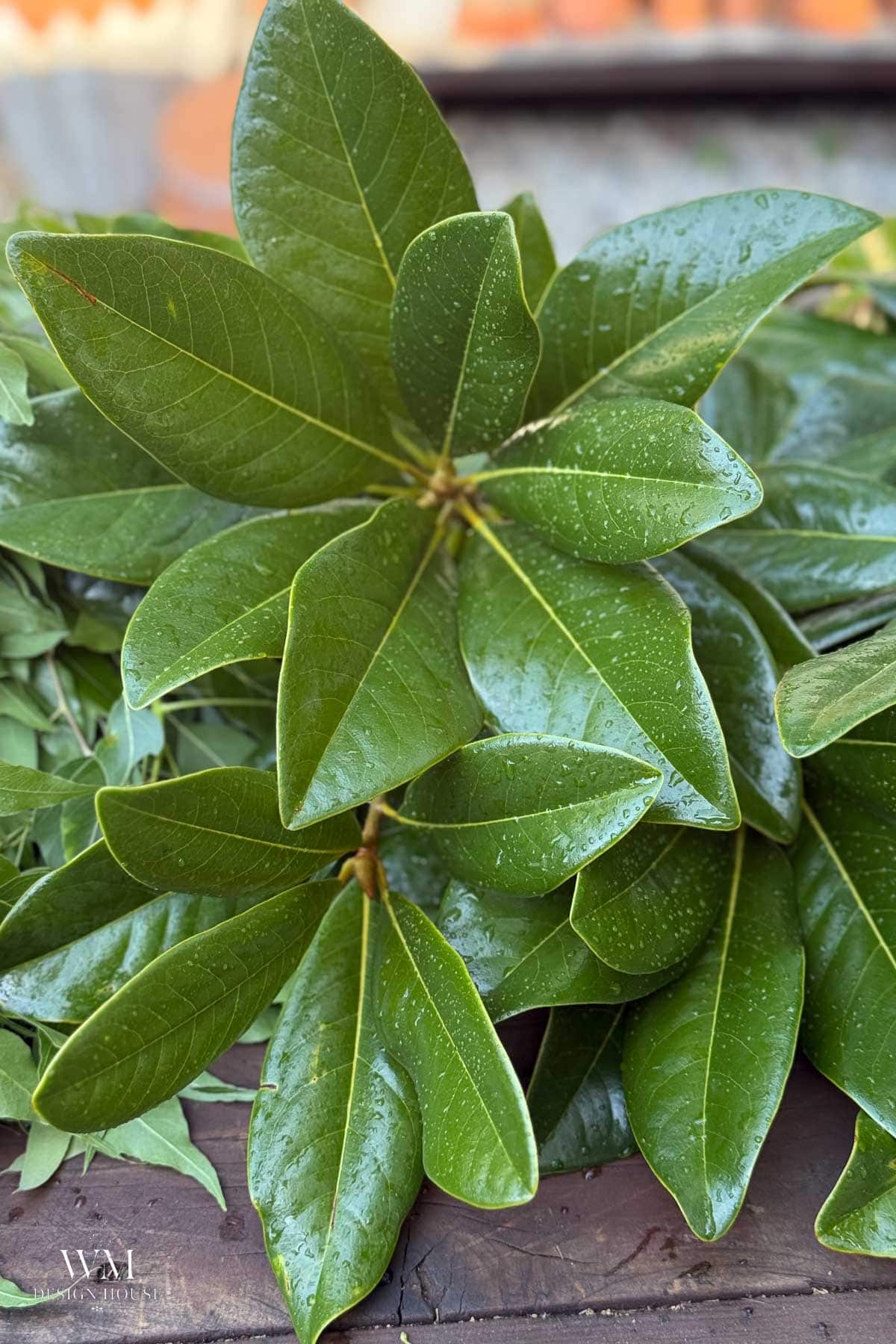 A close-up of glossy, dark green leaves with water droplets, arranged in a cluster on a wooden surface.