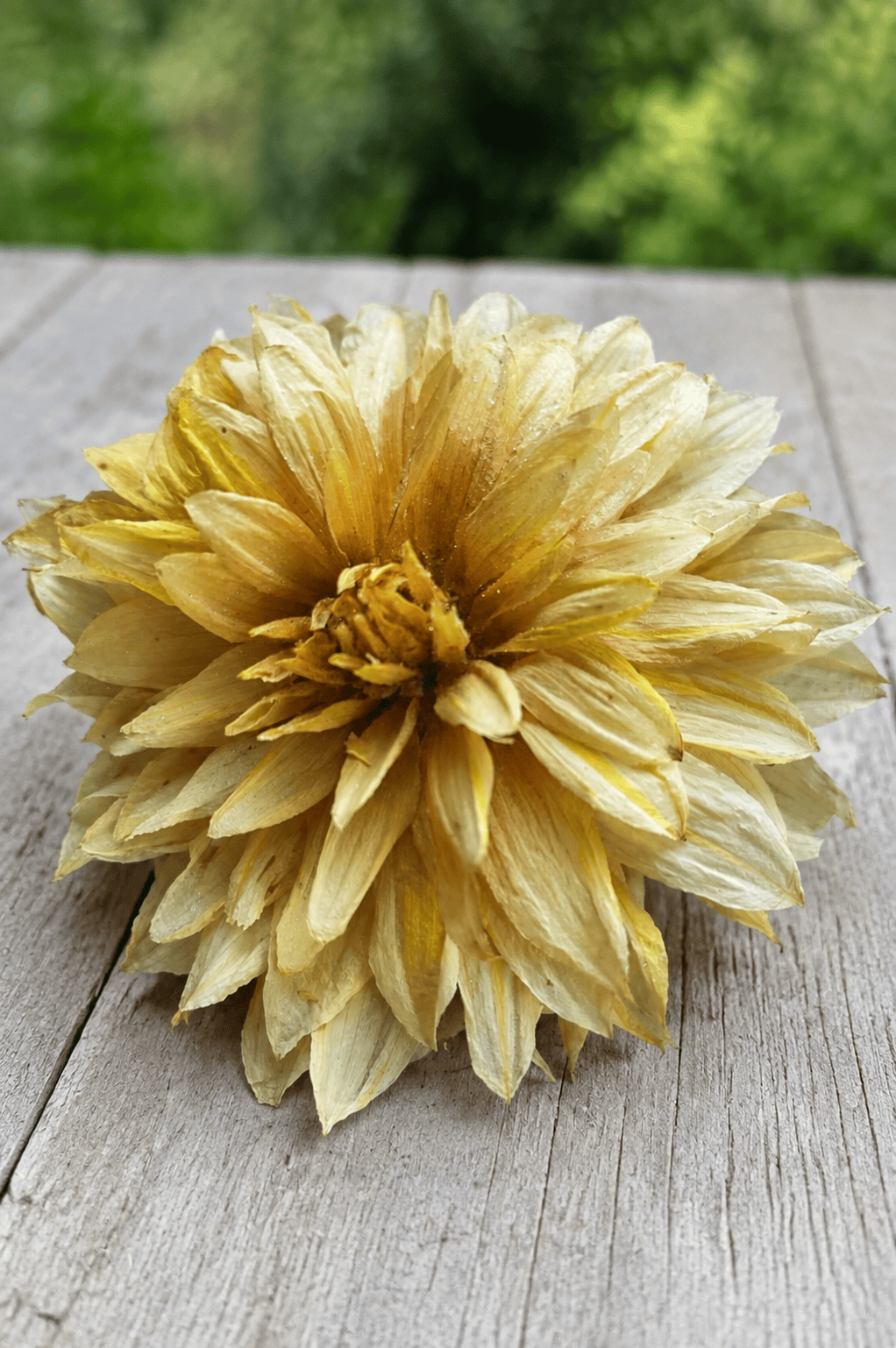 A dried yellow flower with layered petals rests on a weathered wooden surface, with a blurred green background outdoors—an ideal inspiration if you’re learning how to dry dahlias for beautiful, long-lasting displays.