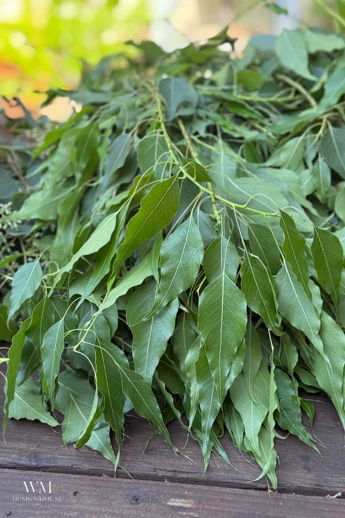 A bundle of fresh green bay leaves rests on a wooden surface, with some branches visible in the background.