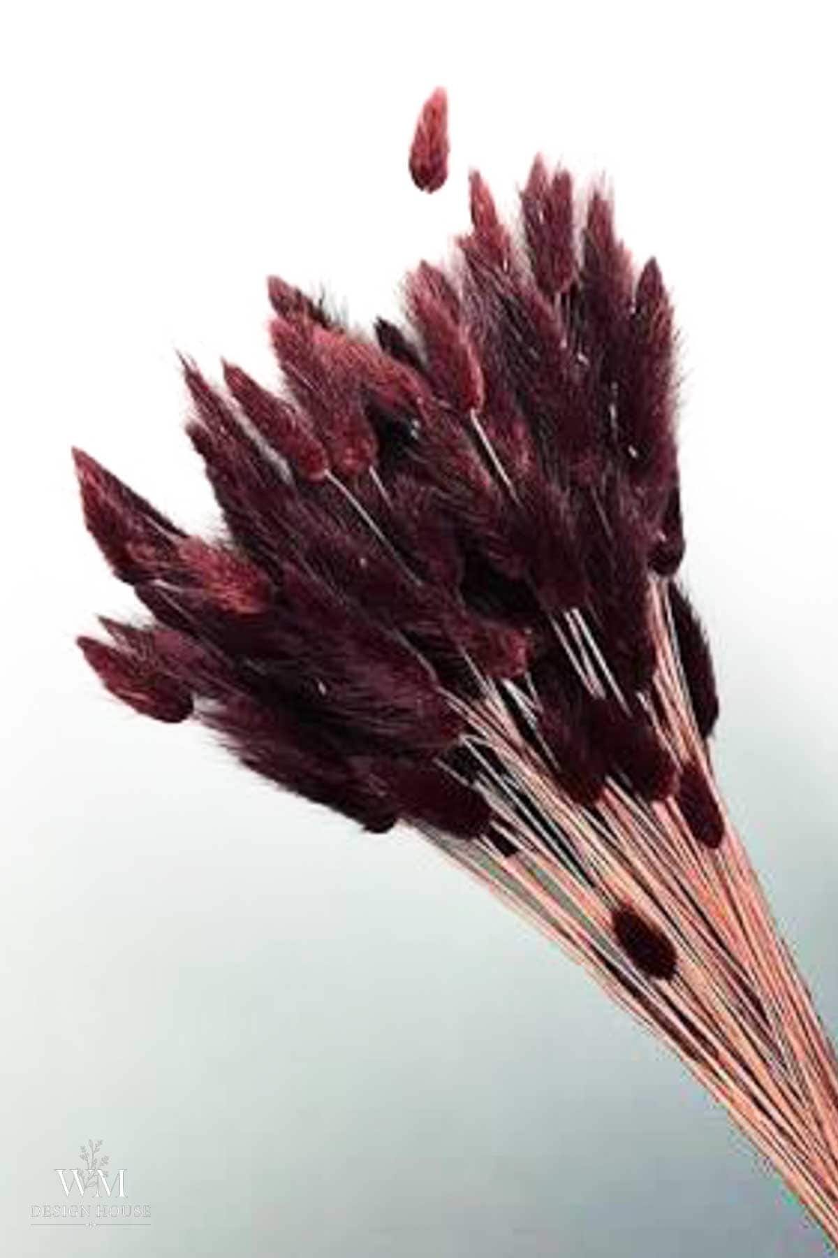 A bouquet of dark red dried bunny tail grass stems is arranged against a light background, with one stem floating above the bunch—perfect as an accent or paired with a greenery table runner for a striking natural display.