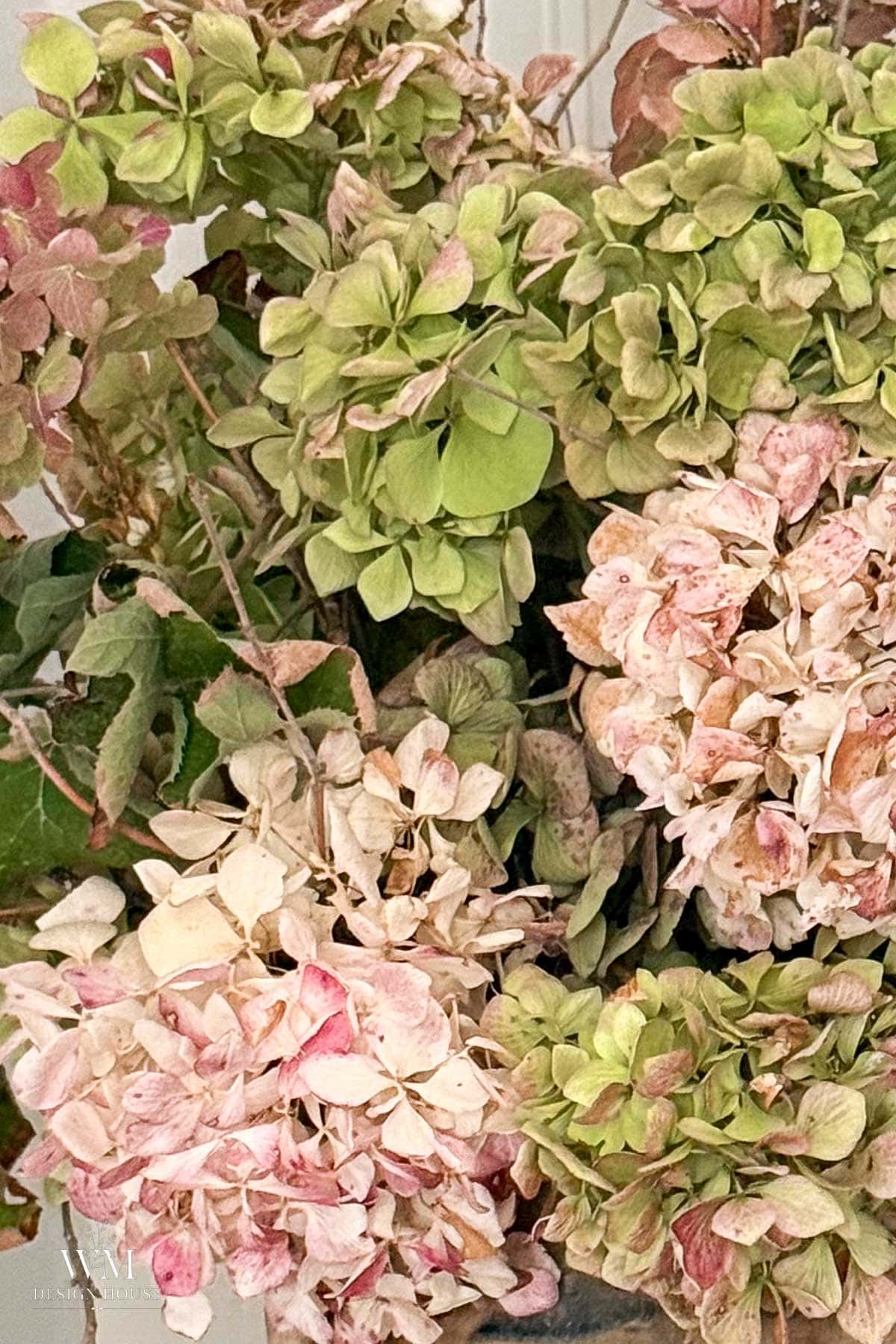 A close-up of a bouquet of dried hydrangeas, displaying clusters of pink, cream, and pale green petals with some dried and curled edges.