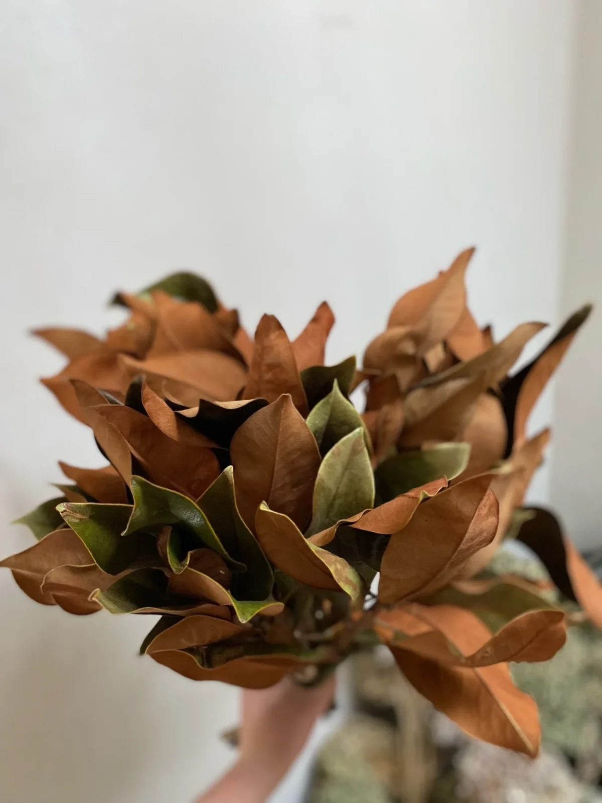 A close-up of a bouquet of dried magnolia leaves with brown and green tones, reminiscent of a natural greenery table runner, set against a plain, light-colored background.
