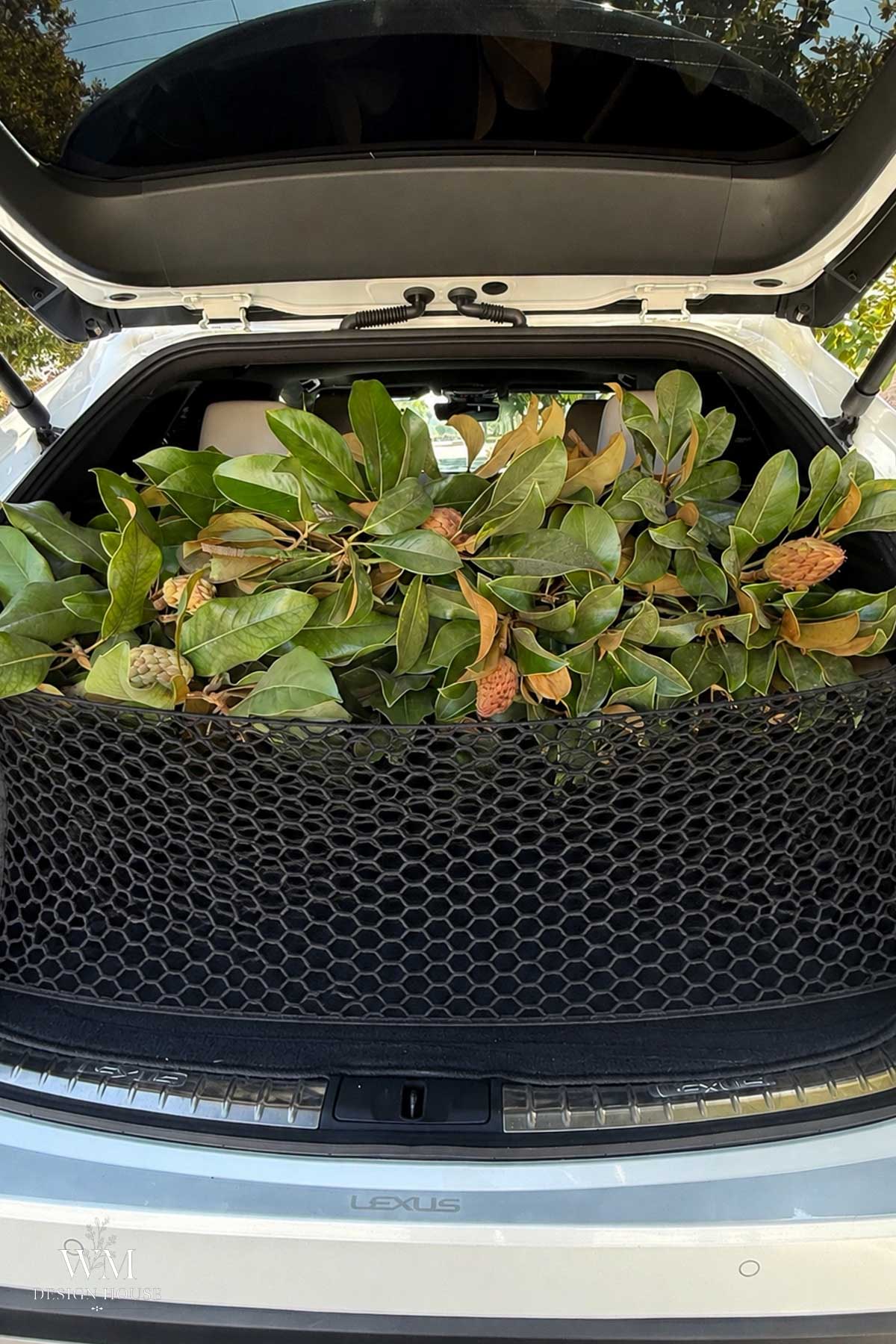Car trunk filled with freshly cut magnolia branches and seed pods