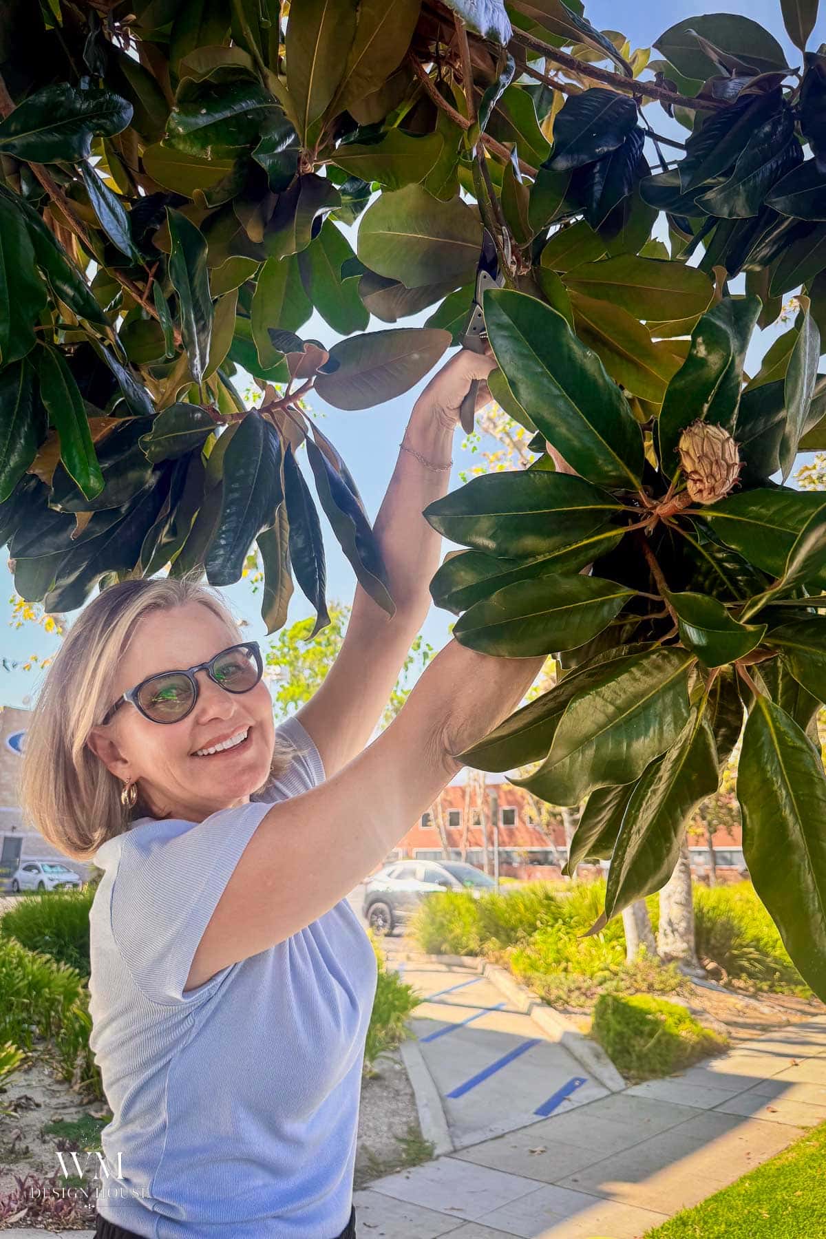 A smiling woman wearing glasses and a light blue shirt stands outdoors, reaching up to touch large green leaves of a magnolia tree on a sunny day.