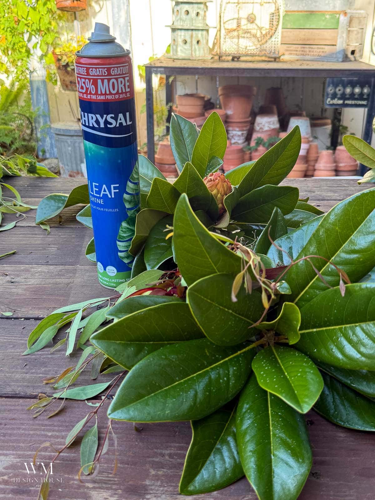 Can of leaf shine spray beside freshly cut glossy magnolia leaves