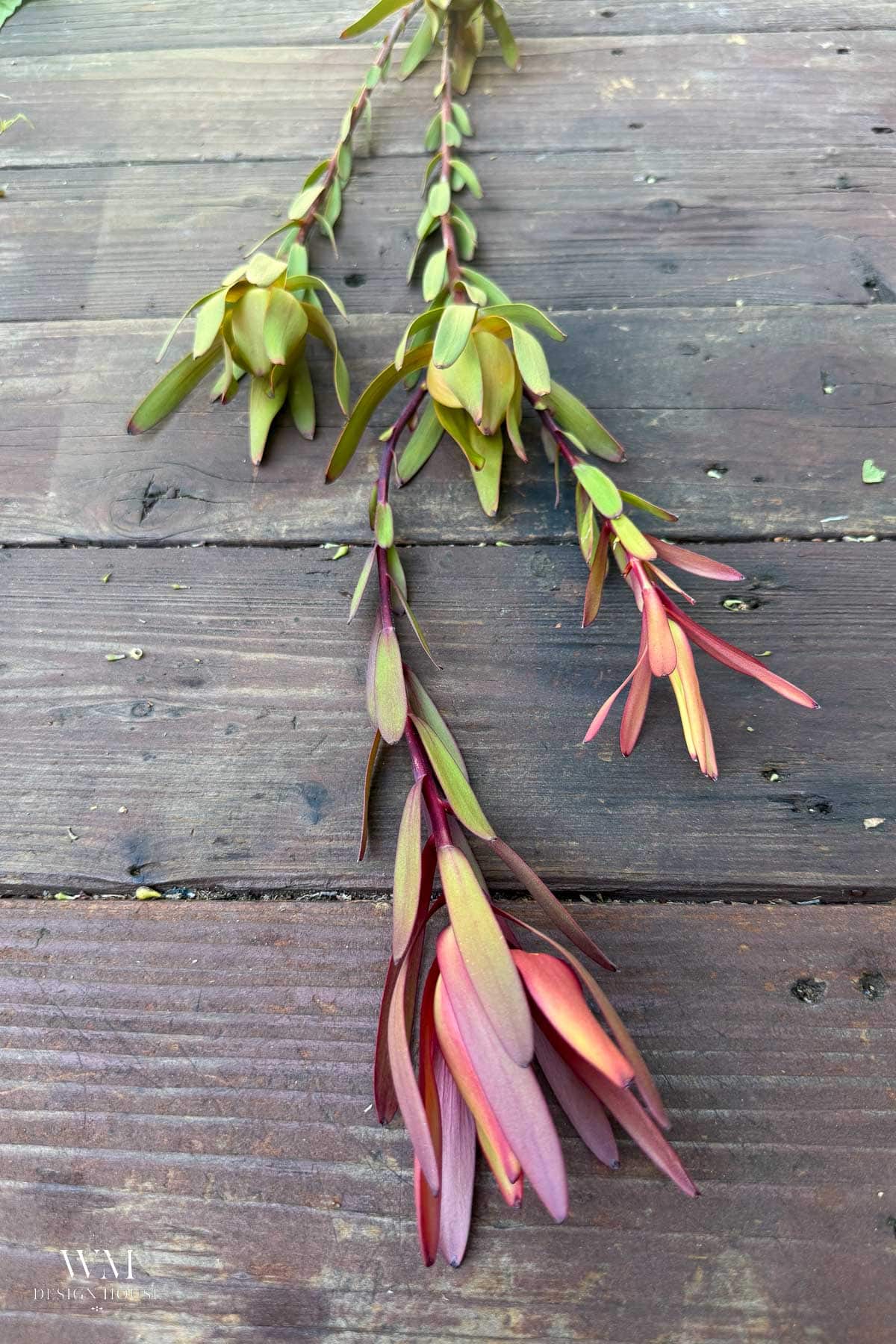 Leucadendron stems shading from green to deep red on weathered wood