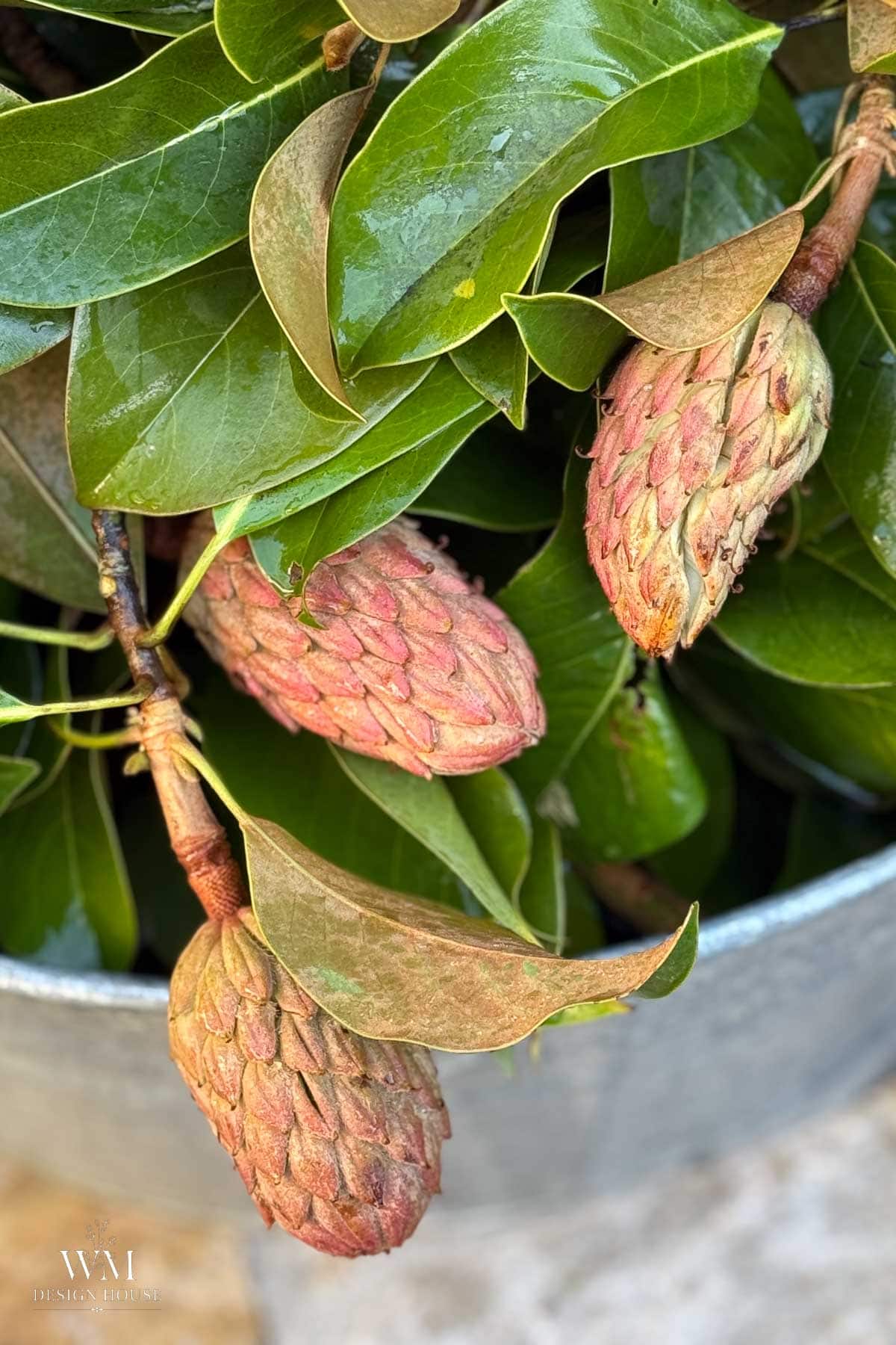 Pink and green magnolia seed pods on the branch among glossy leaves