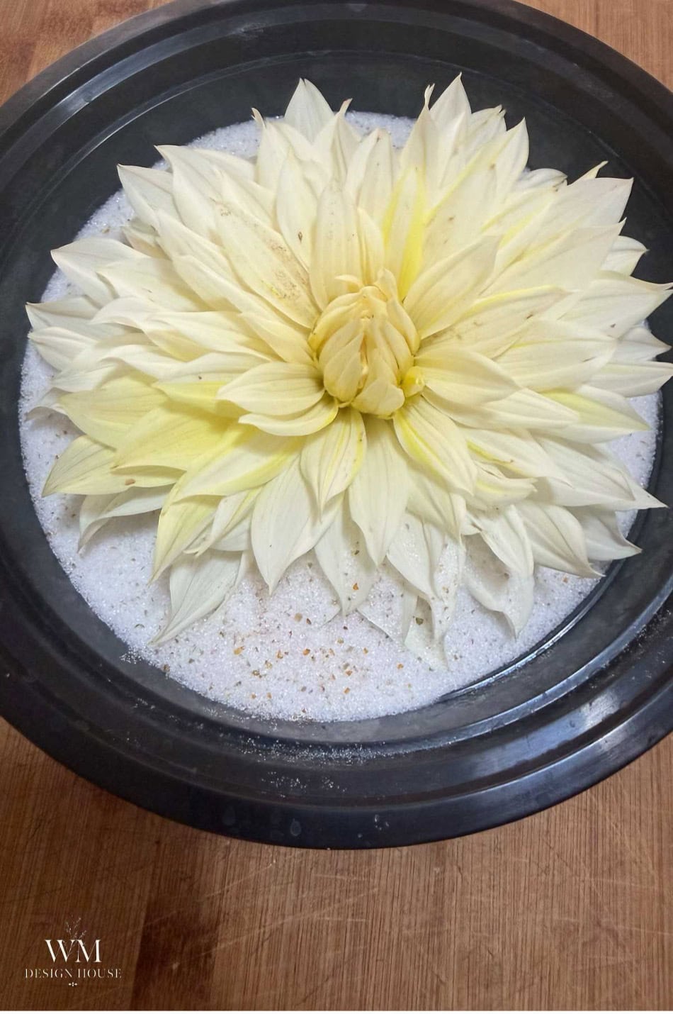 A large, pale yellow dahlia flower floats in a black bowl filled with white granular salt, creating a serene moment reminiscent of learning how to dry dahlias. The bowl is placed on a wooden surface. The logo “WM DESIGN HOUSE” appears in the bottom left corner.