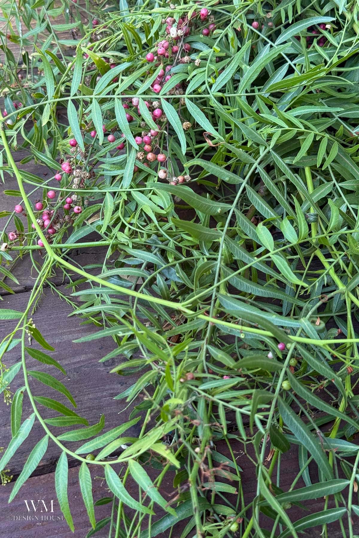 A close-up of green leafy branches with clusters of small pink berries, lying on a wooden surface. The foliage is dense and the berries are scattered throughout the branches.
