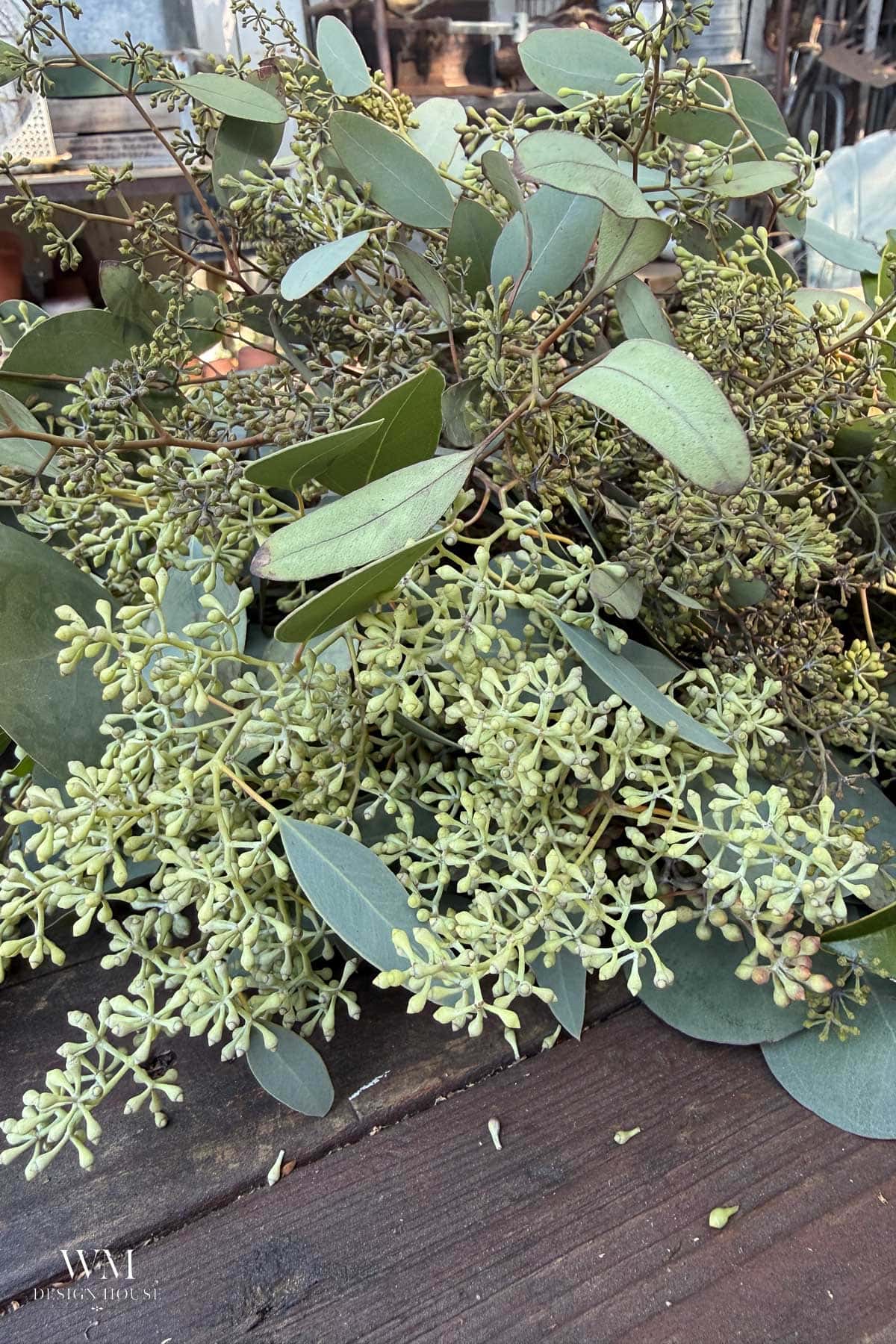 Seeded eucalyptus branches heavy with pale green seed clusters