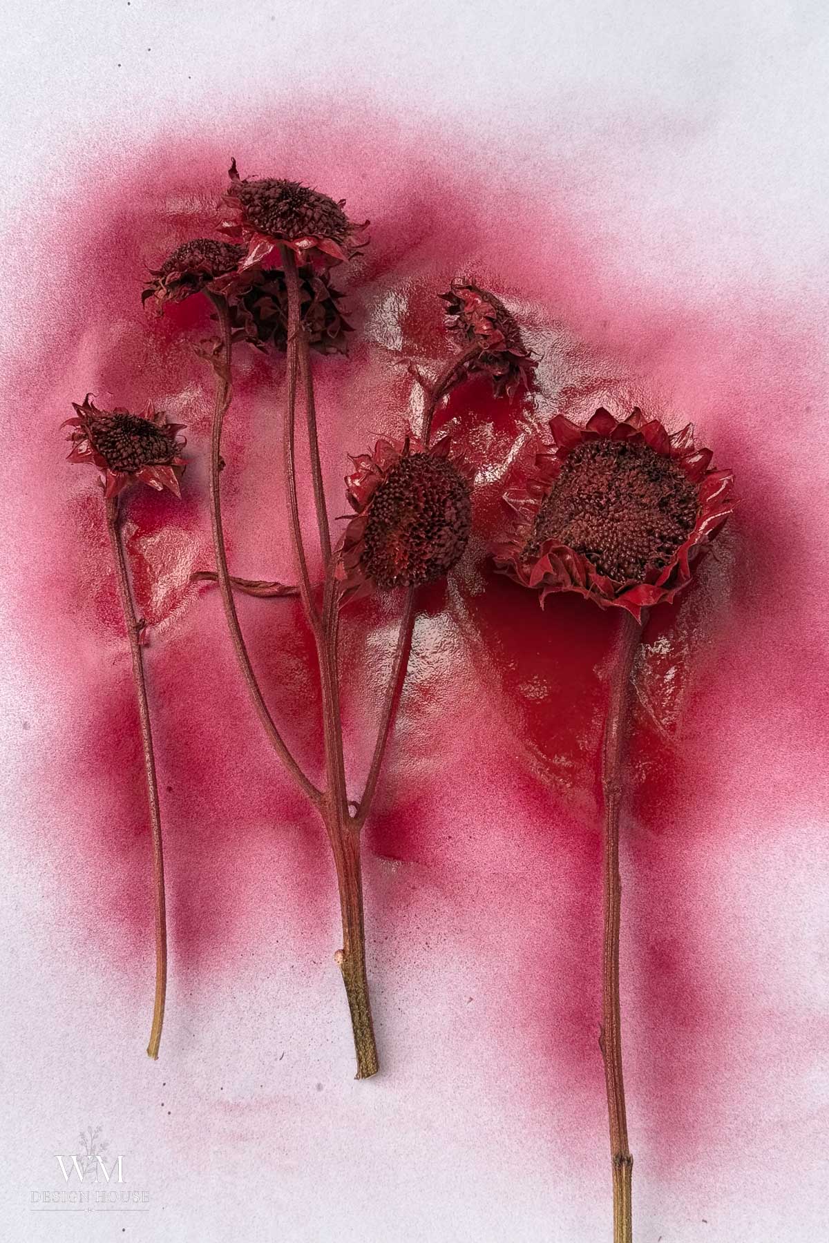 Five dried flowers with dark centers are painted red, blending into a pinkish-red spray paint background on white paper. The flowers cast subtle shadows and have textured petals and stems.