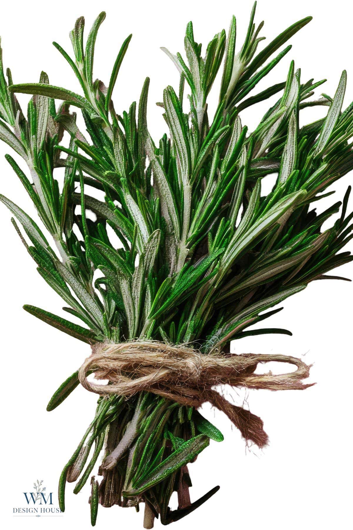 A bundle of fresh rosemary sprigs tied together with knotted twine.